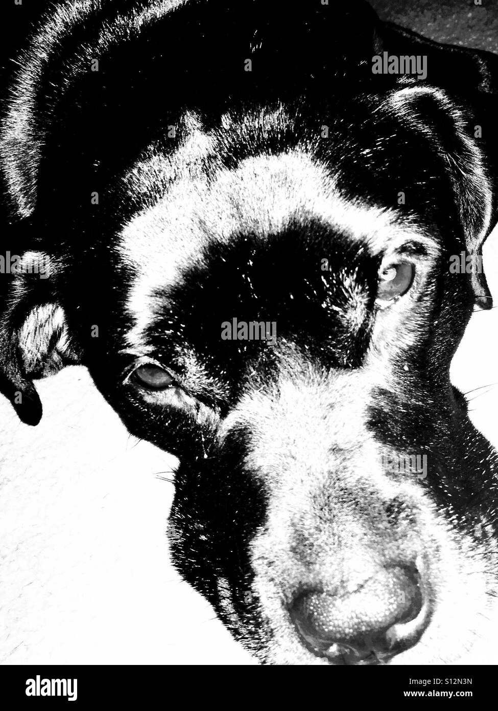 Shiny black dog coat Black and White Stock Photos & Images Alamy