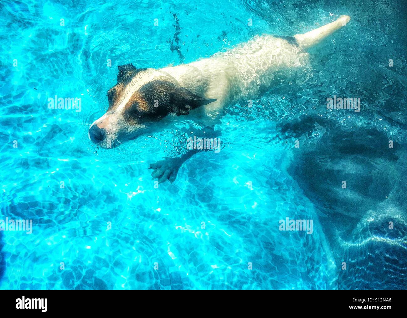 Dog swimming in outdoor swimming pool on a sunny day. - Smartphone Captured Stock Image