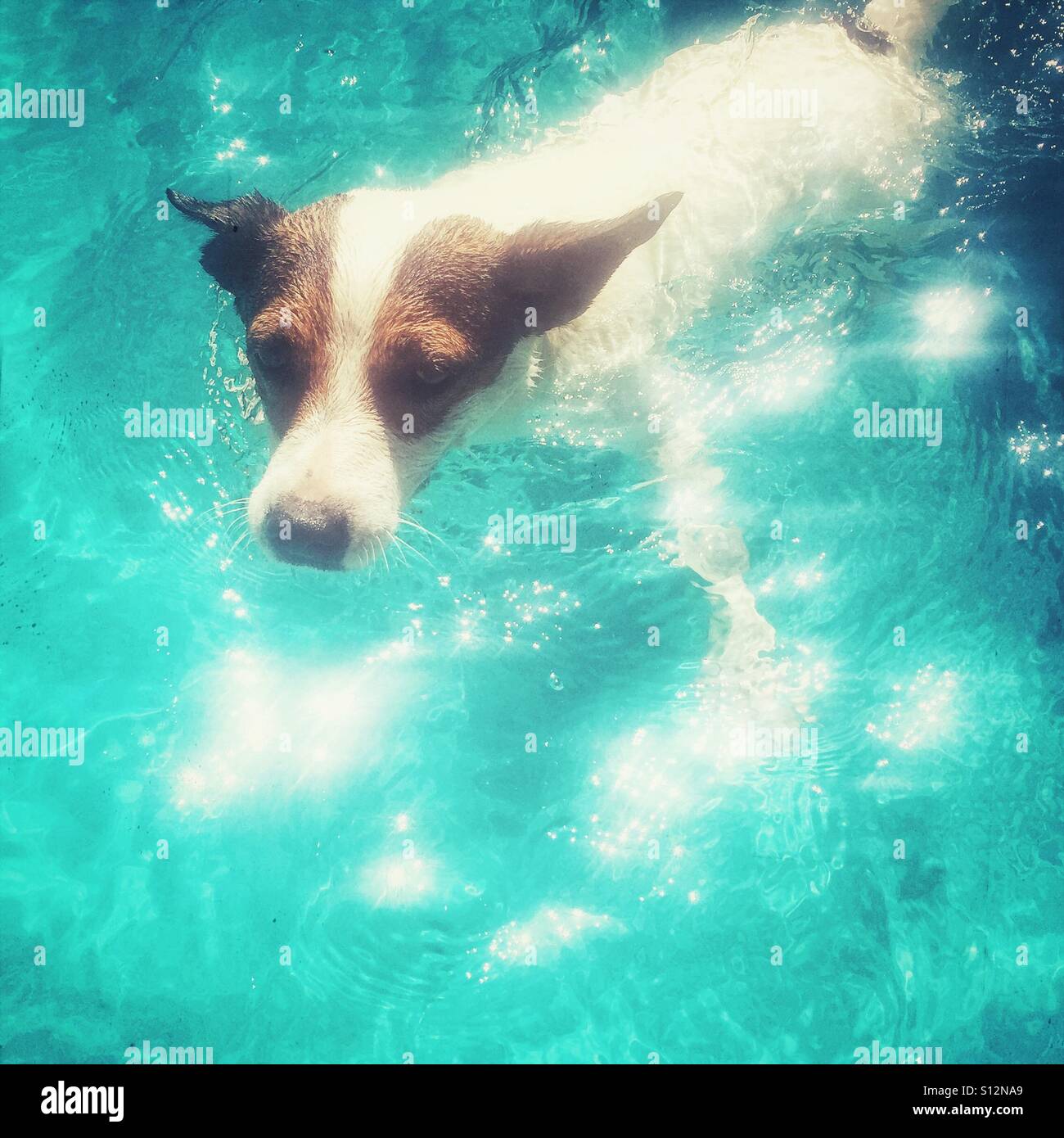 Dog swimming in swimming pool on a hot sunny day. - Smartphone Captured Stock Image