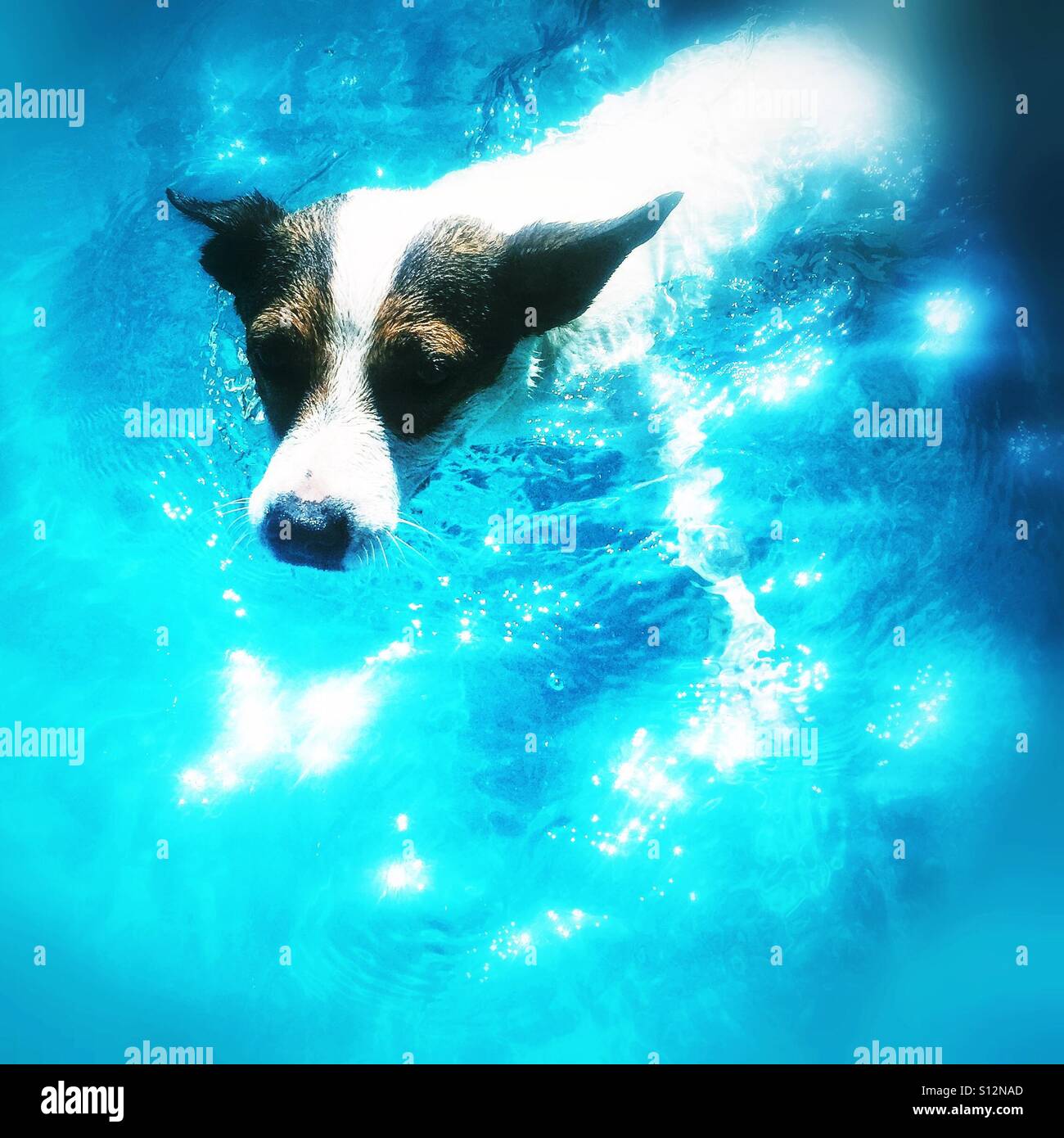 Jack Russell Terrier dog swimming in outdoors swimming pool in glistening water. - Smartphone Captured Stock Image