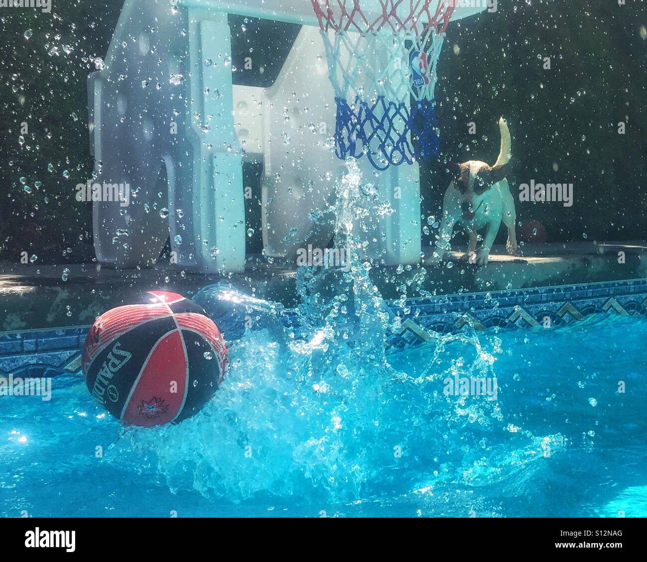 Dog chasing plunging basket ball in outdoor swimming pool. - Smartphone Captured Stock Image