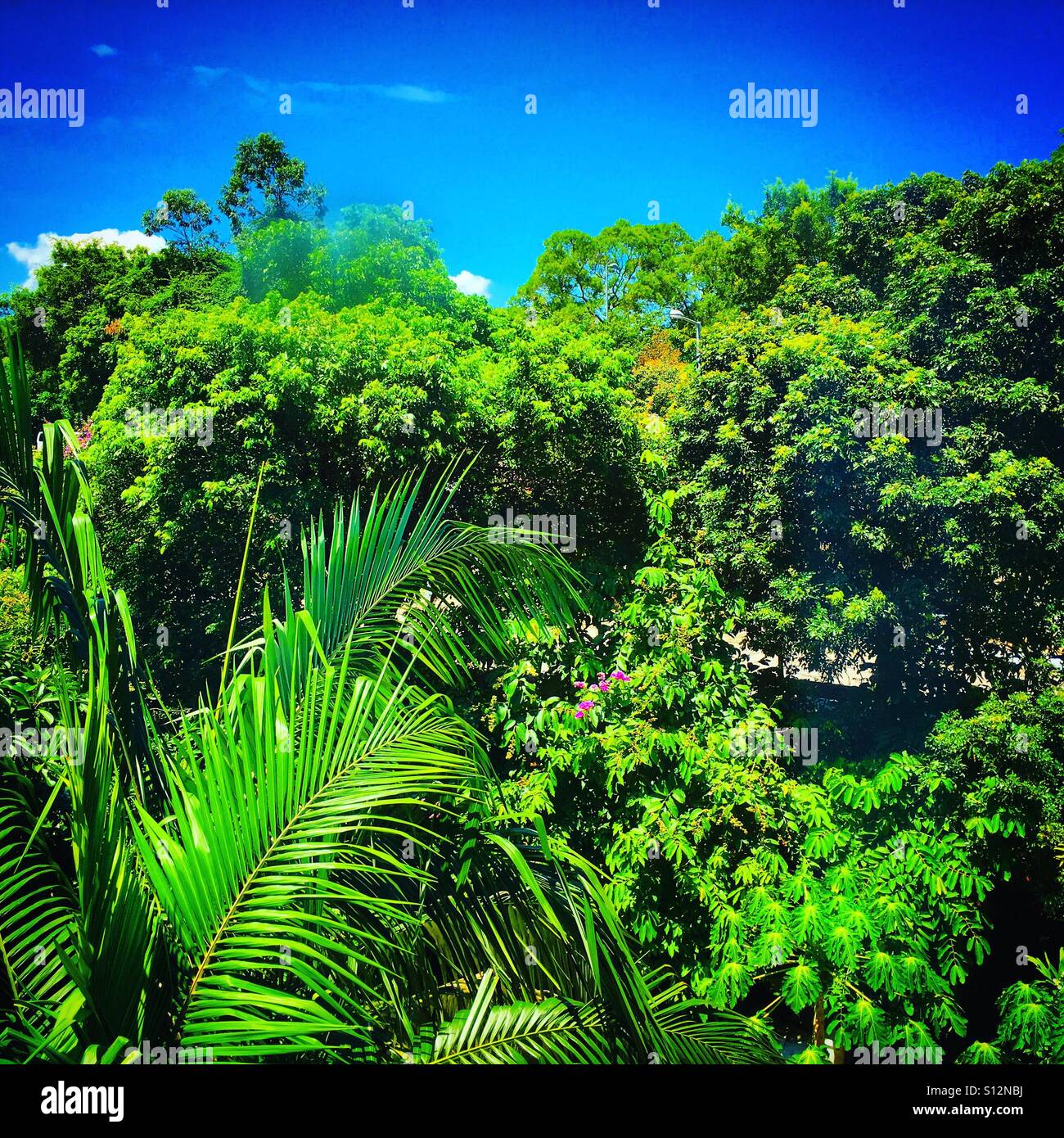 rain forest in Sai Kong in Hong Kong - Smartphone Captured Stock Image