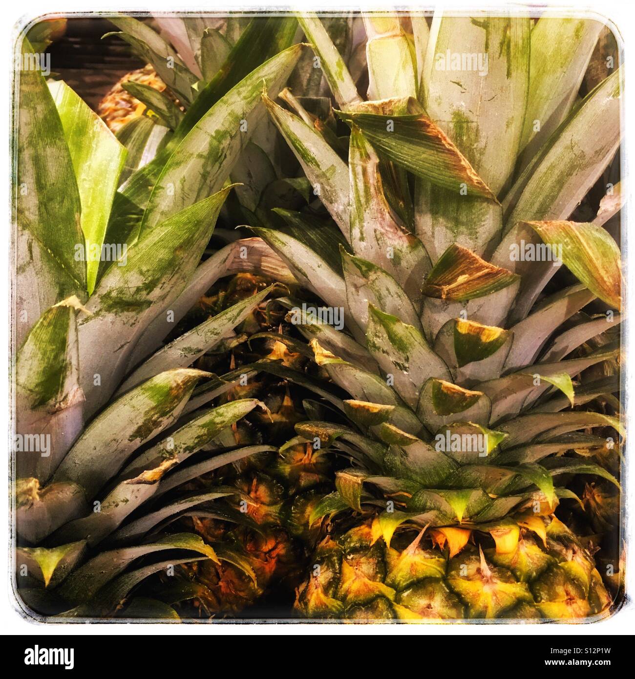 Fresh pineapples Stock Photo