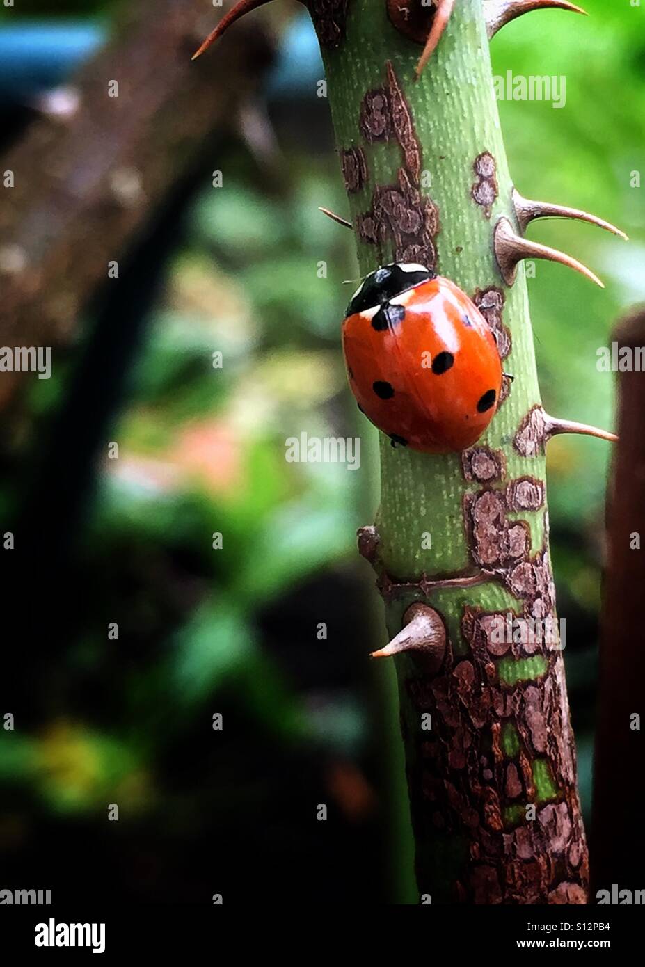 iPhone6 - Ladybird - Photography - Macro Stock Photo