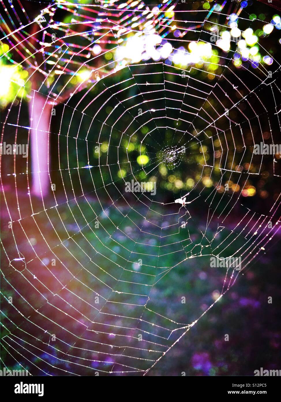 Spider web with colorful background - Smartphone Captured Stock Image
