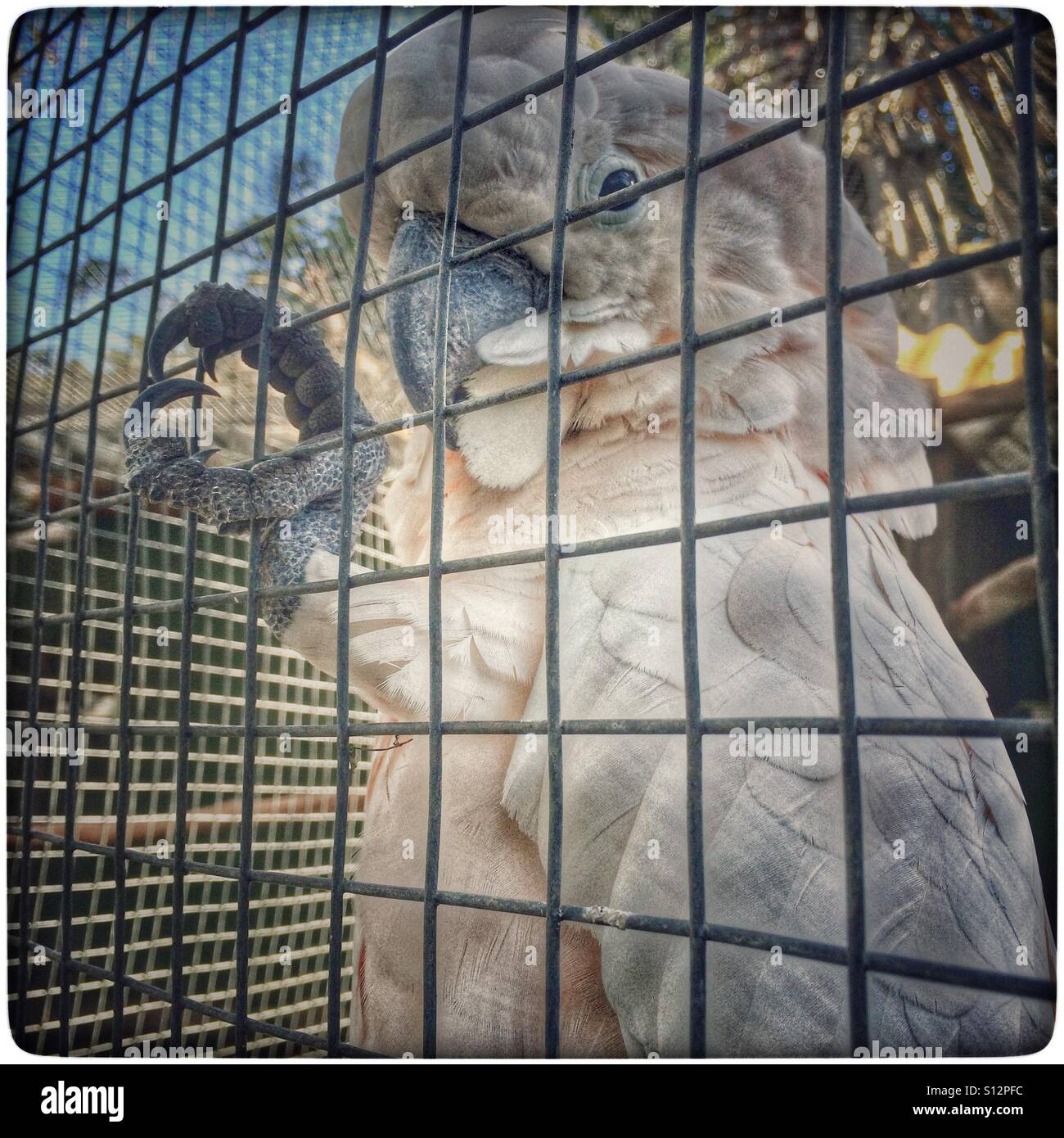 Moluccan cockatoo at World of Birds,Houtbay, Cape Town, South Africa