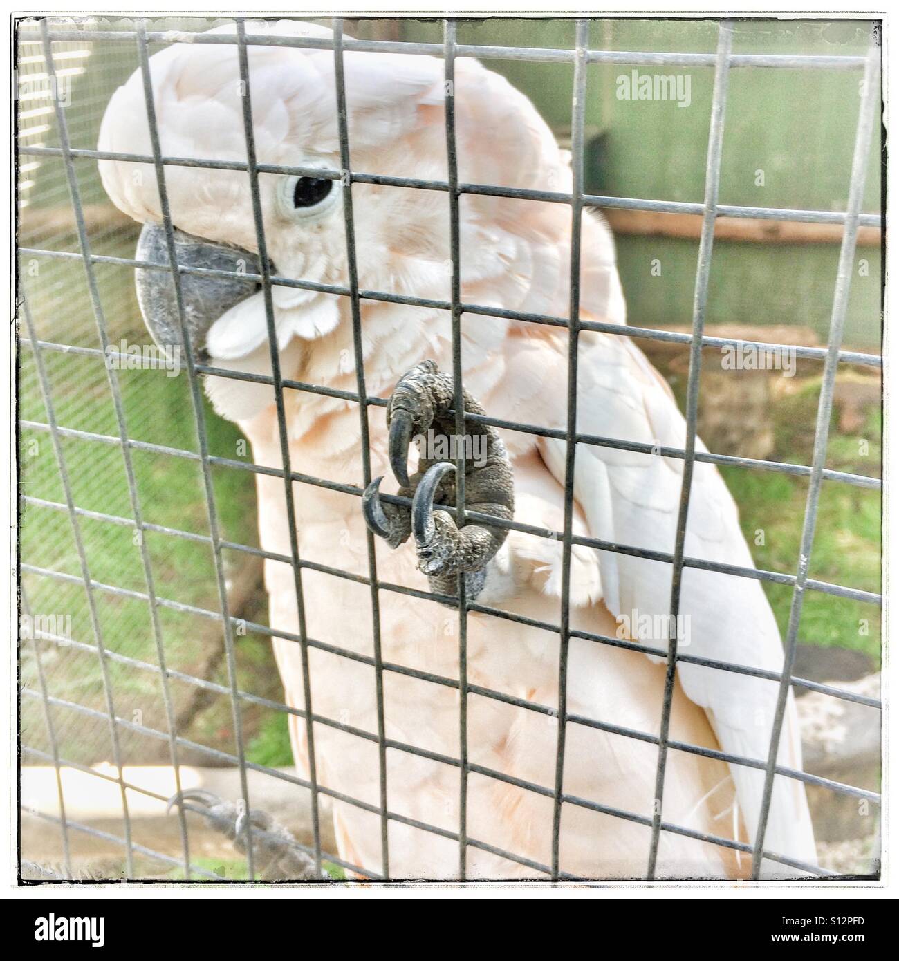Salmoncrested cockatoo at World of Birds,Houtbay, Cape Town, South