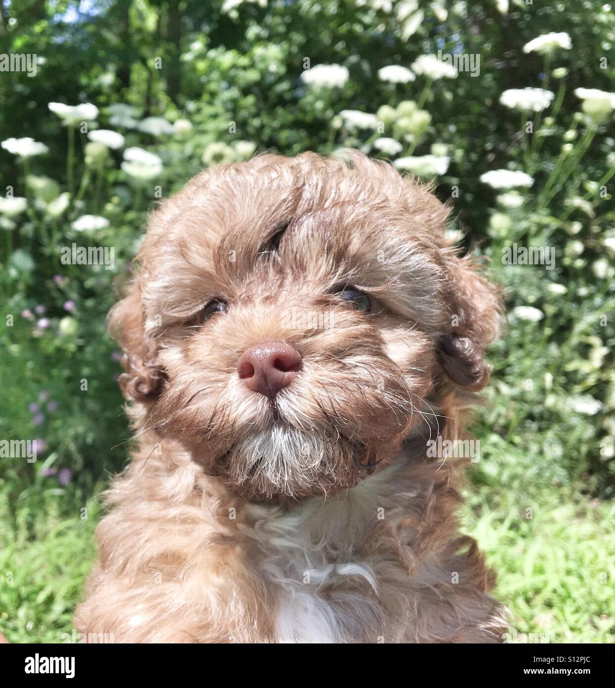 Shih tzu mix puppy Stock Photo Alamy