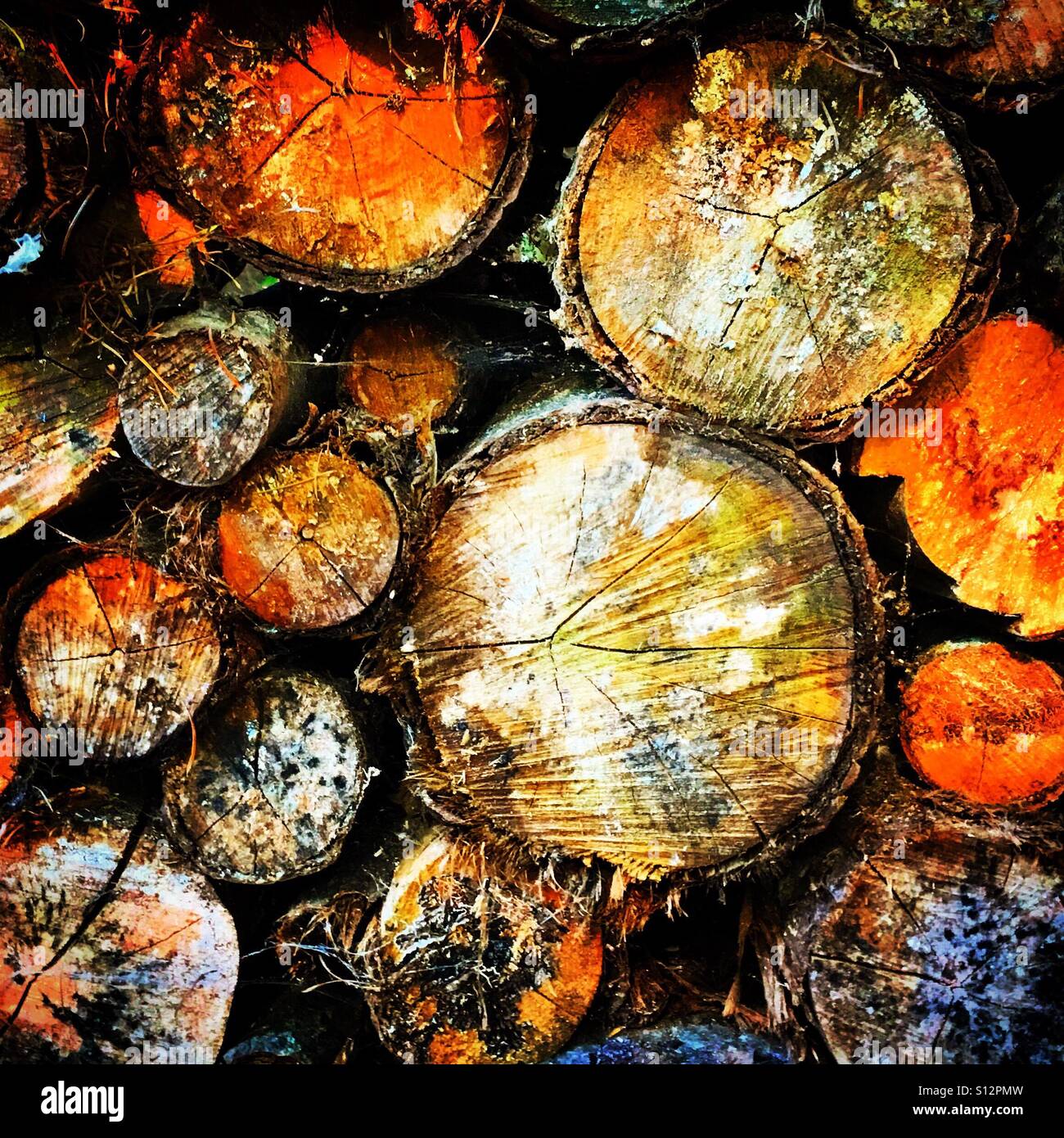wood ribs on cutted wood trunks - Smartphone Captured Stock Image