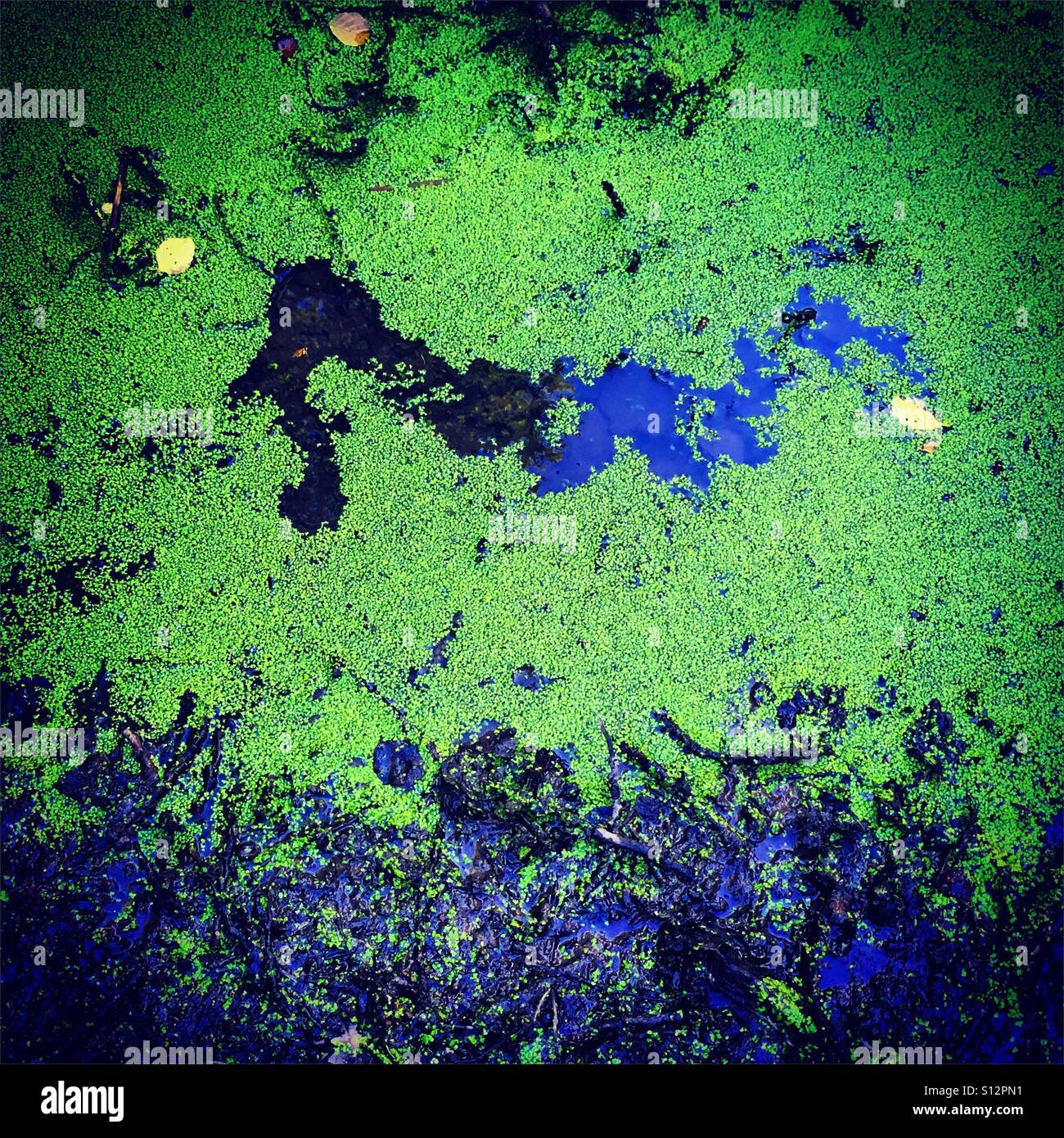 Swamp - Smartphone Captured Stock Image