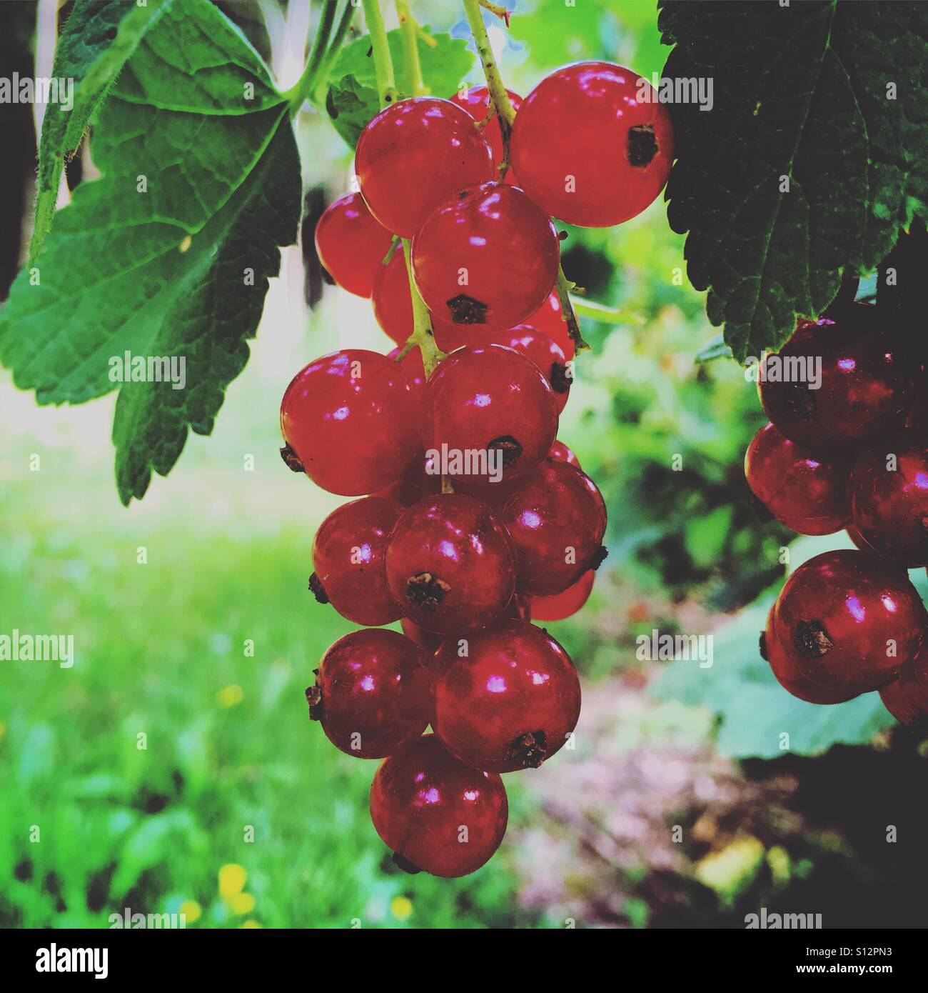 Red curants in the tree - Smartphone Captured Stock Image