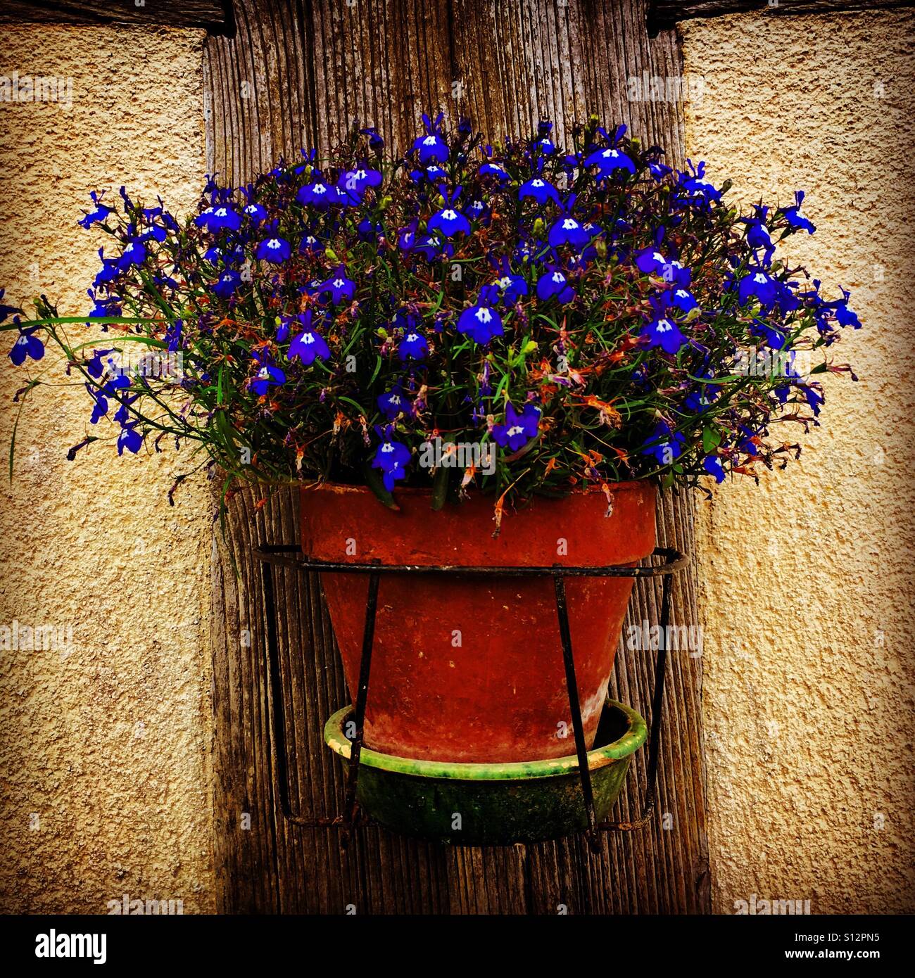 Purple flower plant in pot - Smartphone Captured Stock Image