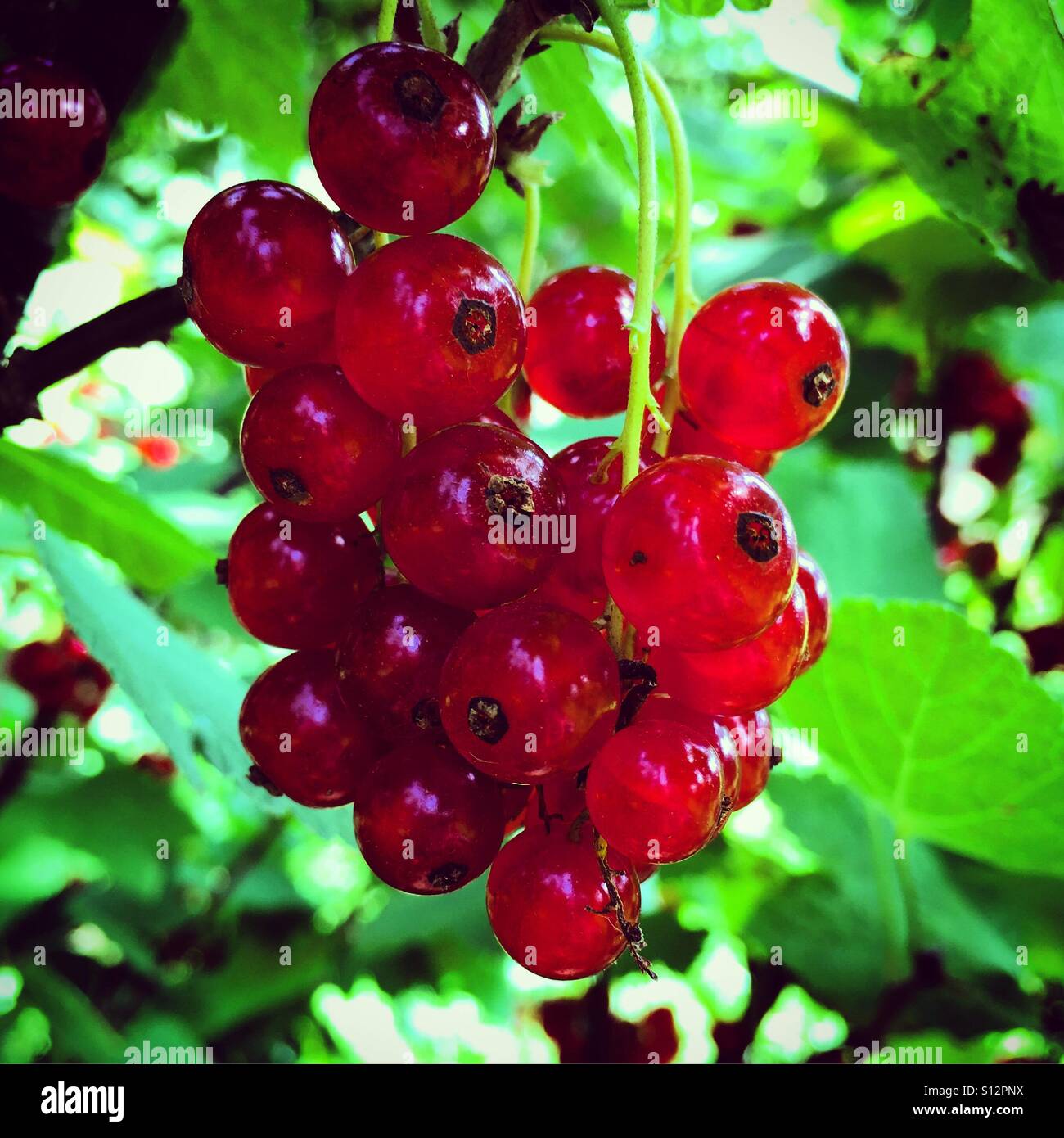 Fresh red curants - Smartphone Captured Stock Image