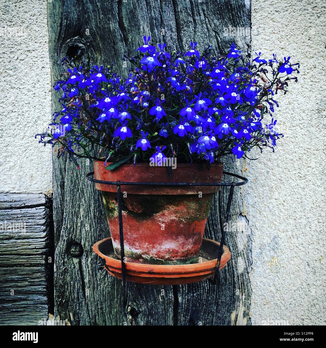 Flower pot with Violet flowers in Normandy - Smartphone Captured Stock Image