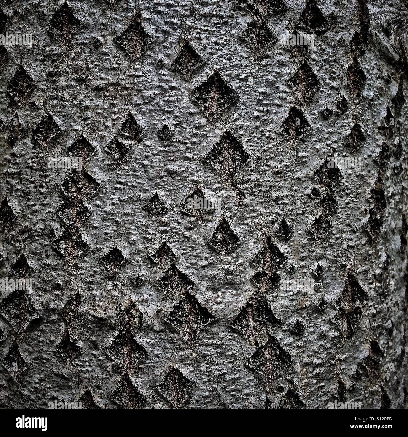 Textured tree bark creating organic random pattern - Smartphone Captured Stock Image