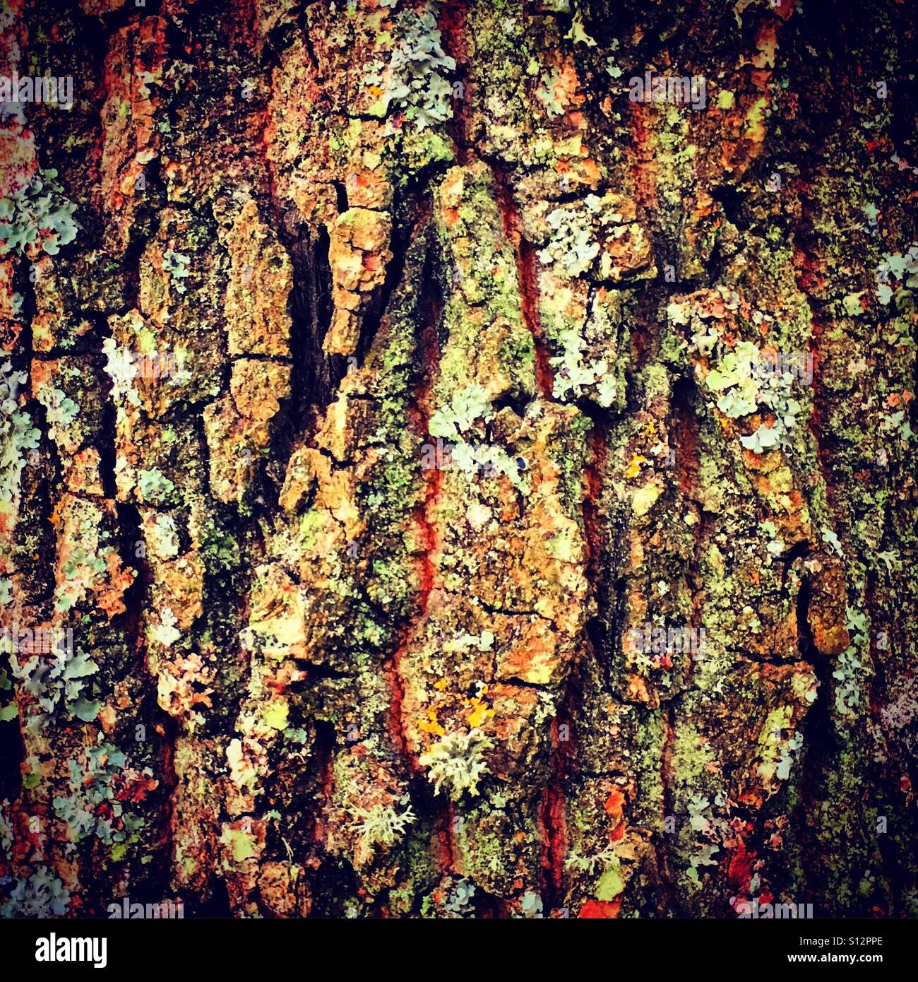 Tree bark in close-up - Smartphone Captured Stock Image