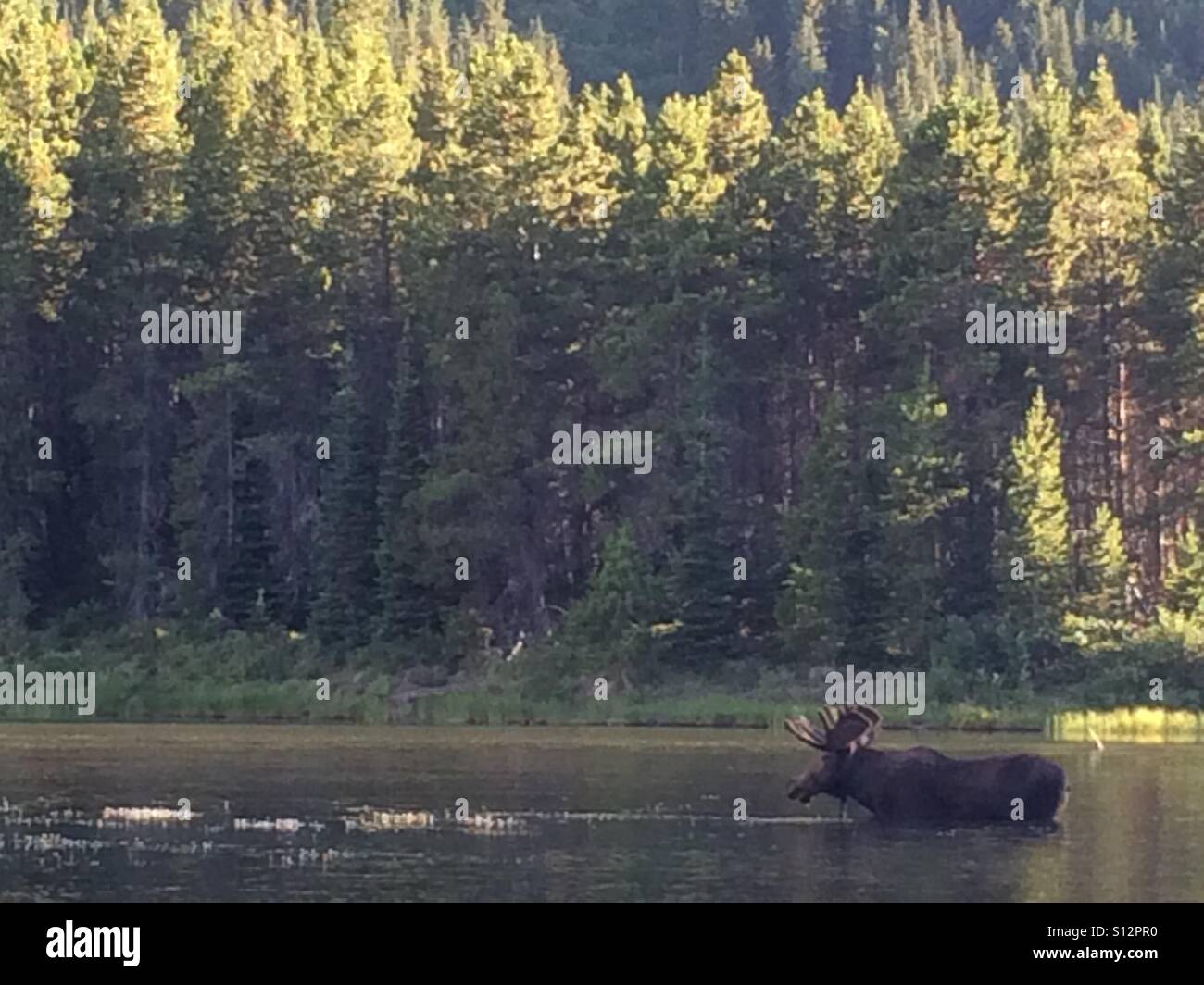 Bull moose in a Glacier National Park high mountain lake during sunset. Stock Photo