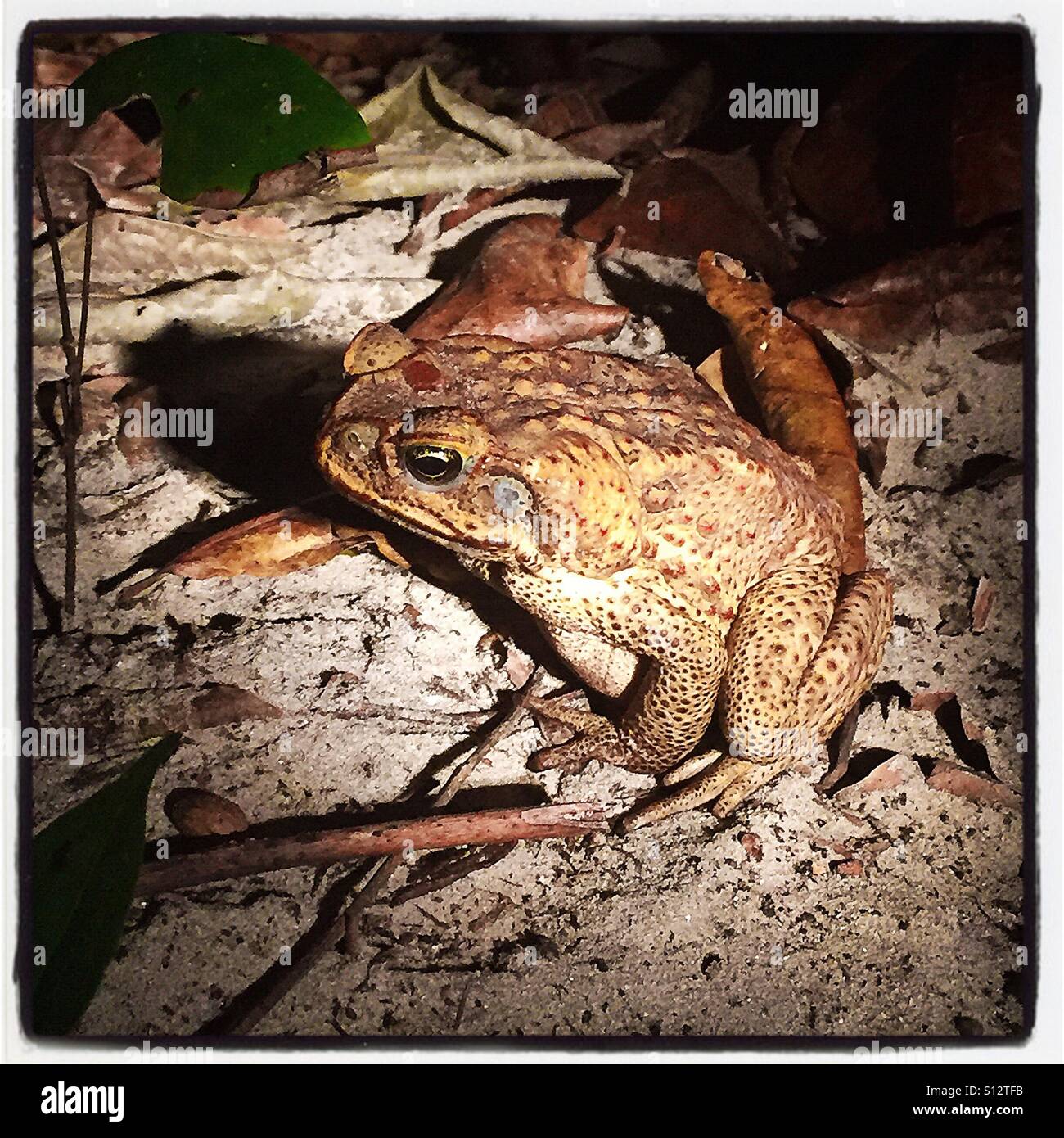 Australian Cane Toad at night Stock Photo Alamy