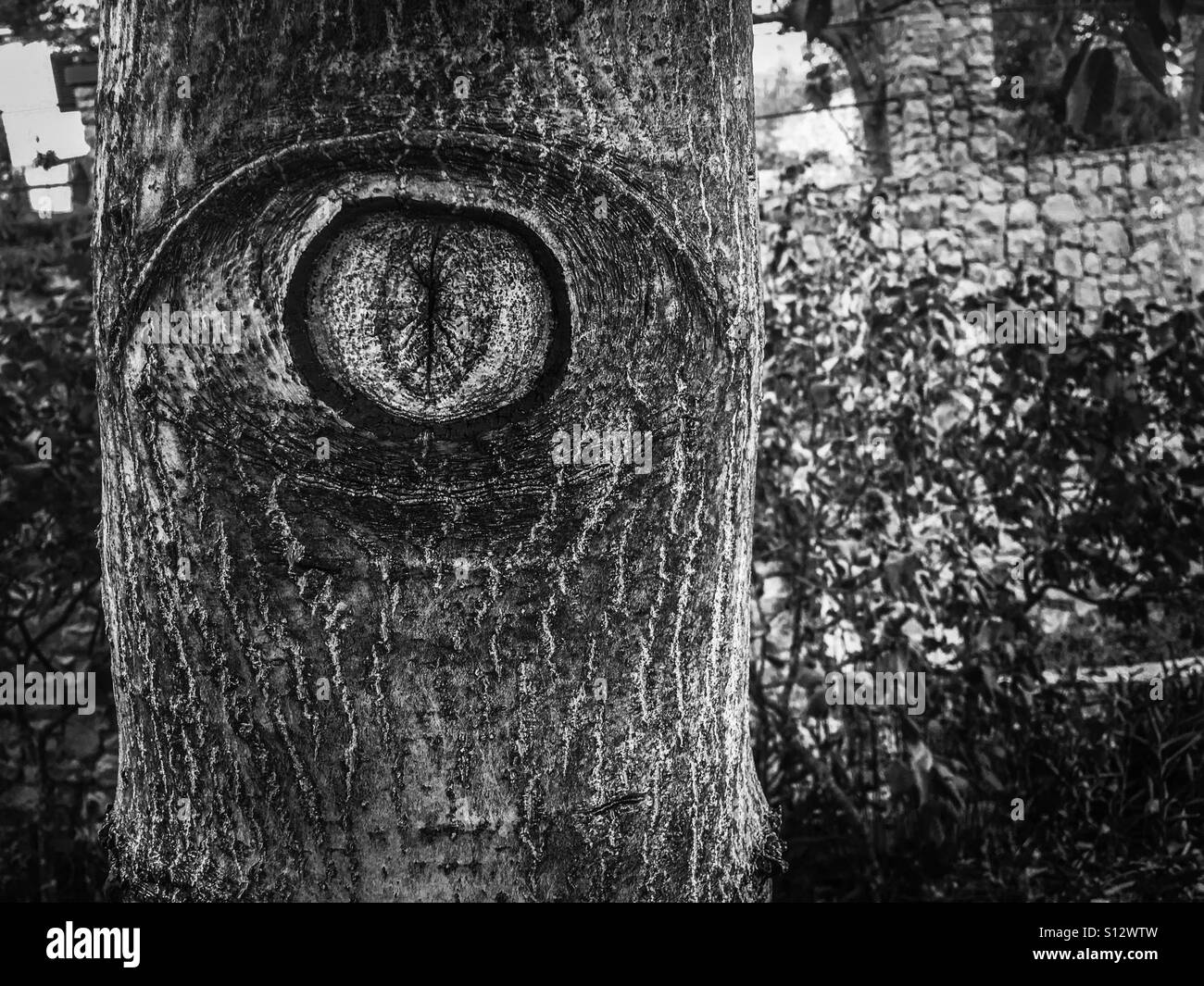 Tree with the shape of an eye in it Stock Photo Alamy