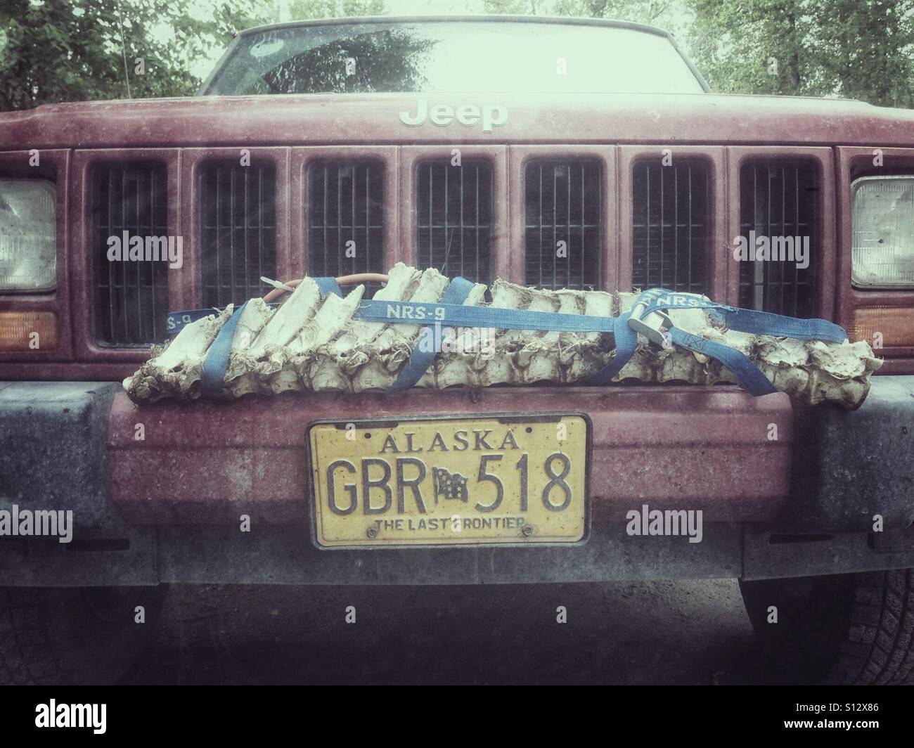 Ribs tied to the bumper of a truck in Alaska Stock Photo - Alamy