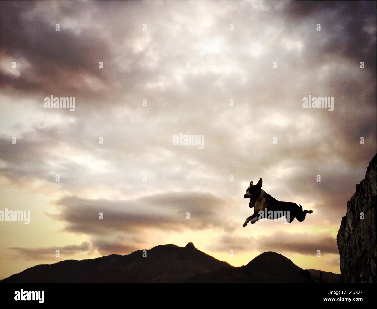 A pit bull terrier dog jumps from the sea wall onto the beach in Rio de