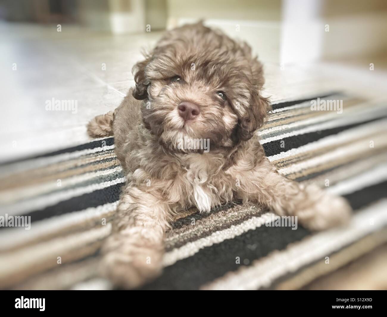 Adorable Puppy Stock Photo