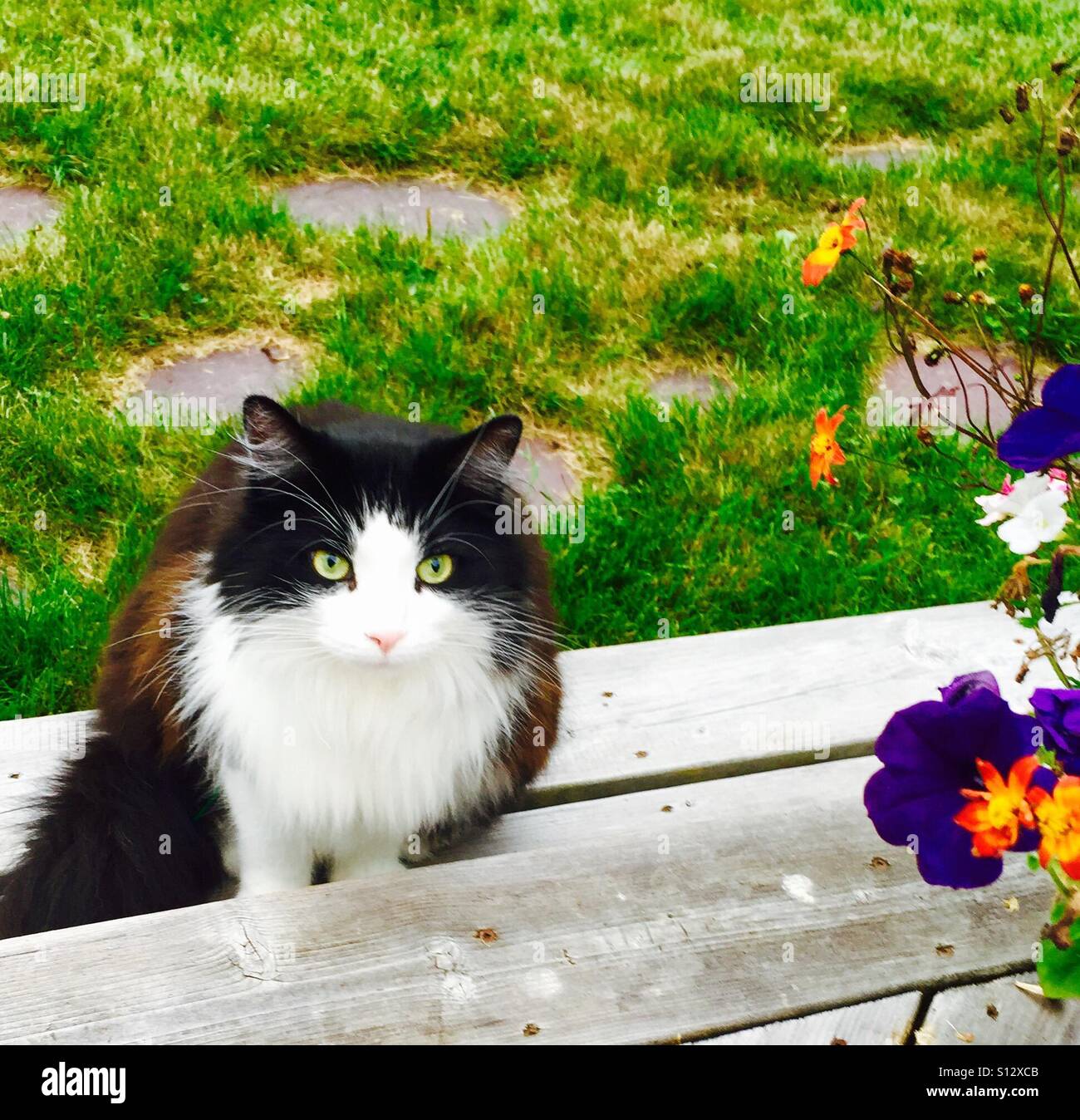 Charlie loves his flowers Stock Photo Alamy