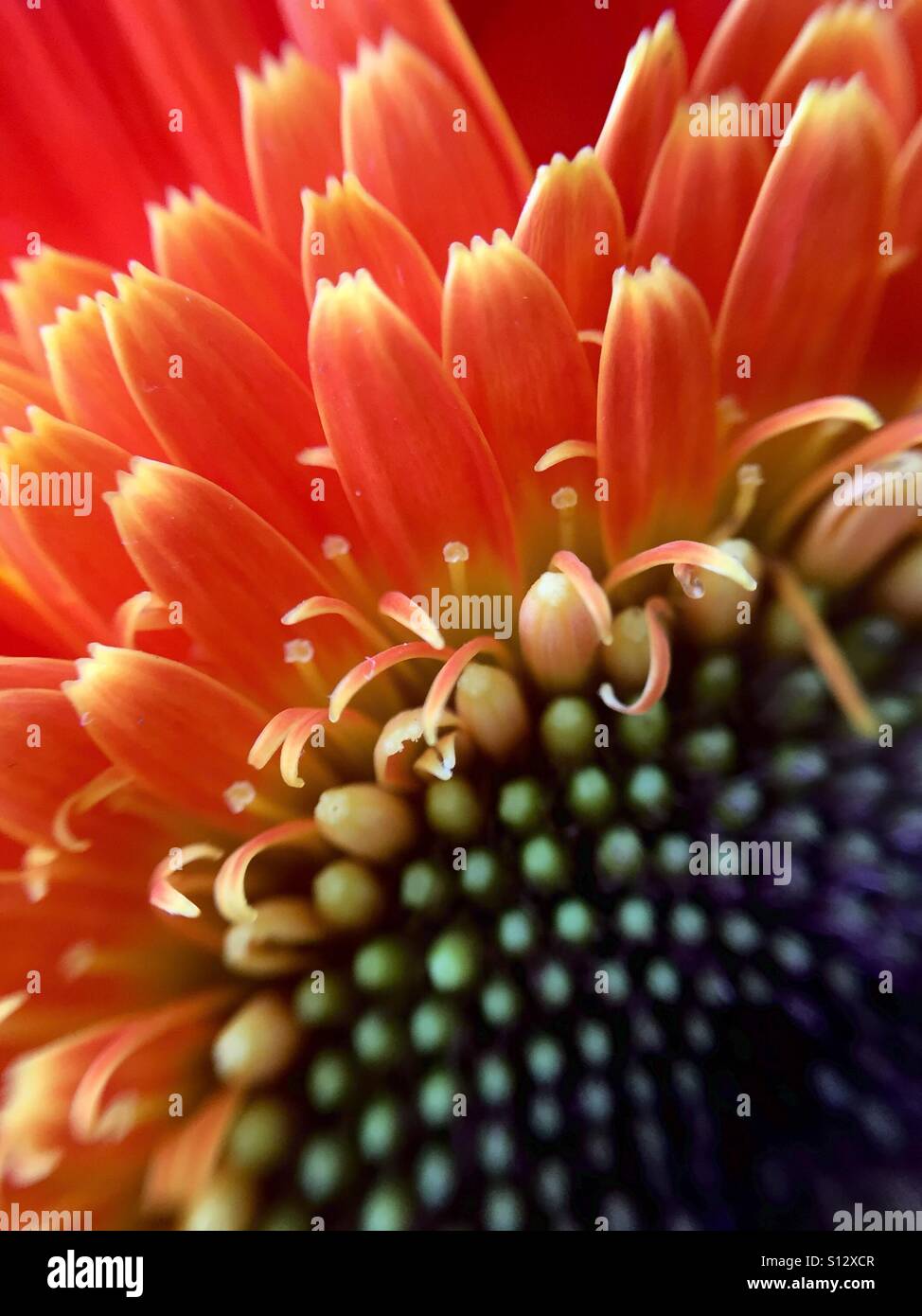 Orange Gerbera Daisy macro Stock Photo