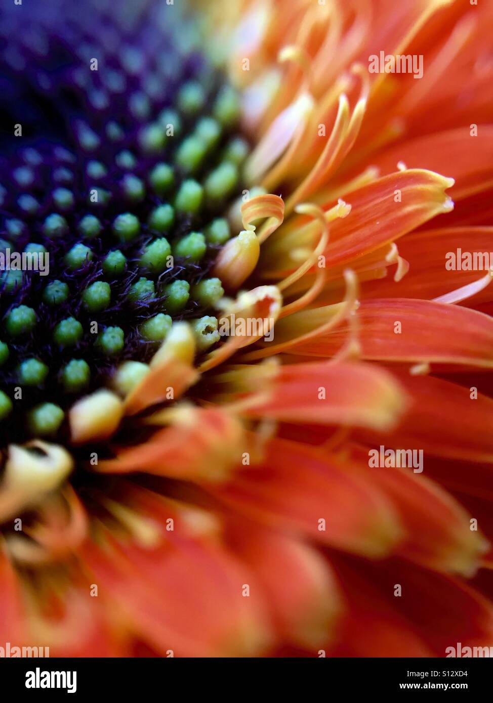 Orange Gerbera Daisy macro - Smartphone Captured Stock Image