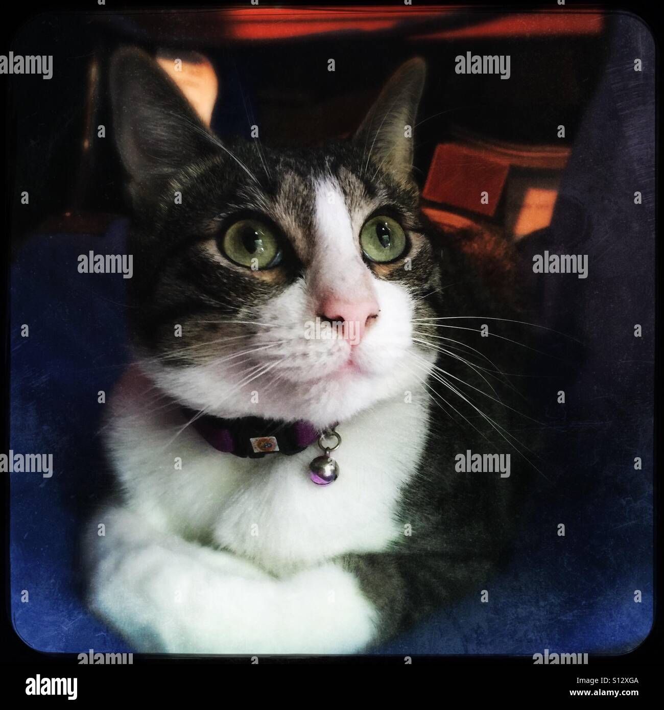 Thinking cat - Smartphone Captured Stock Image