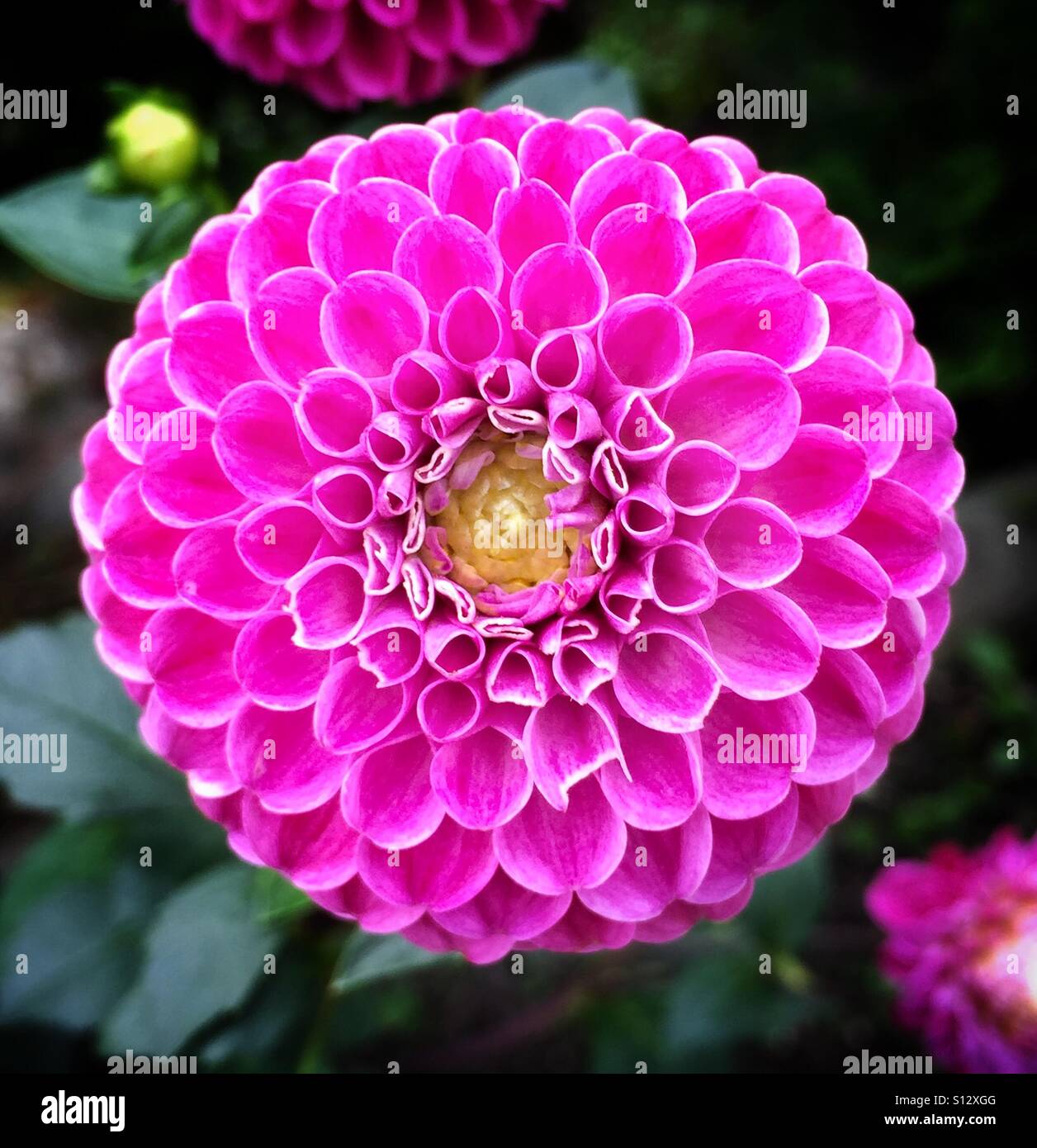 iPhone6 - Flower - Dahlia - iphonephotography Stock Photo