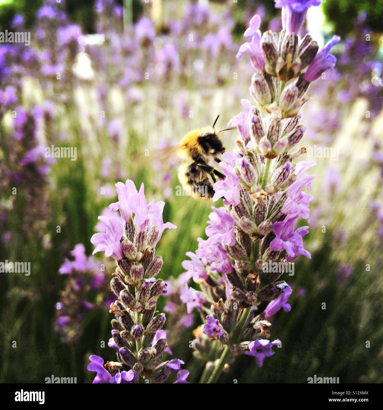 Bee in flight over a lavender flower. - Smartphone Captured Stock Image