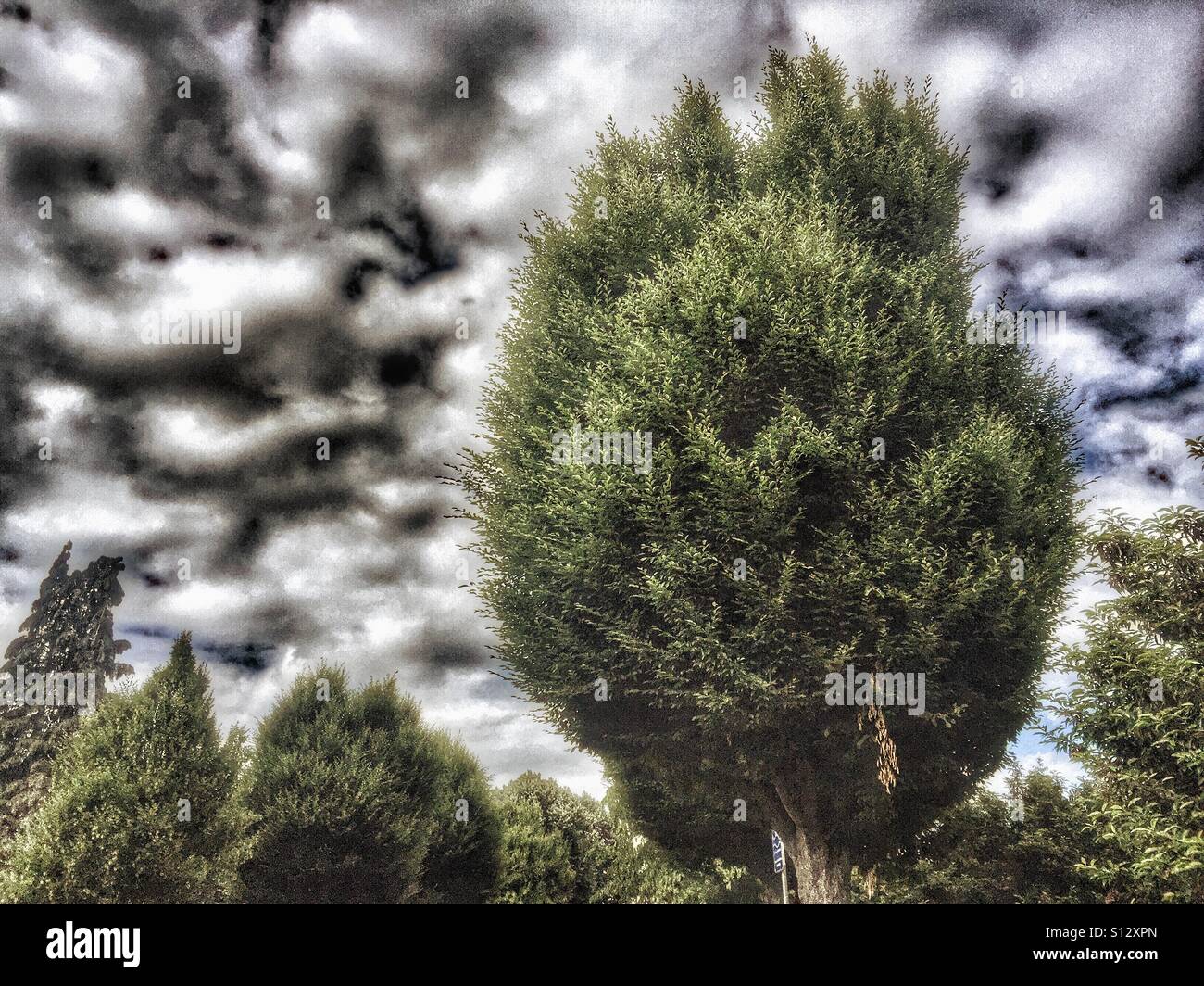 Tree against cloudy sky - Smartphone Captured Stock Image Tree against cloudy sky - Smartphone Captured Stock Image