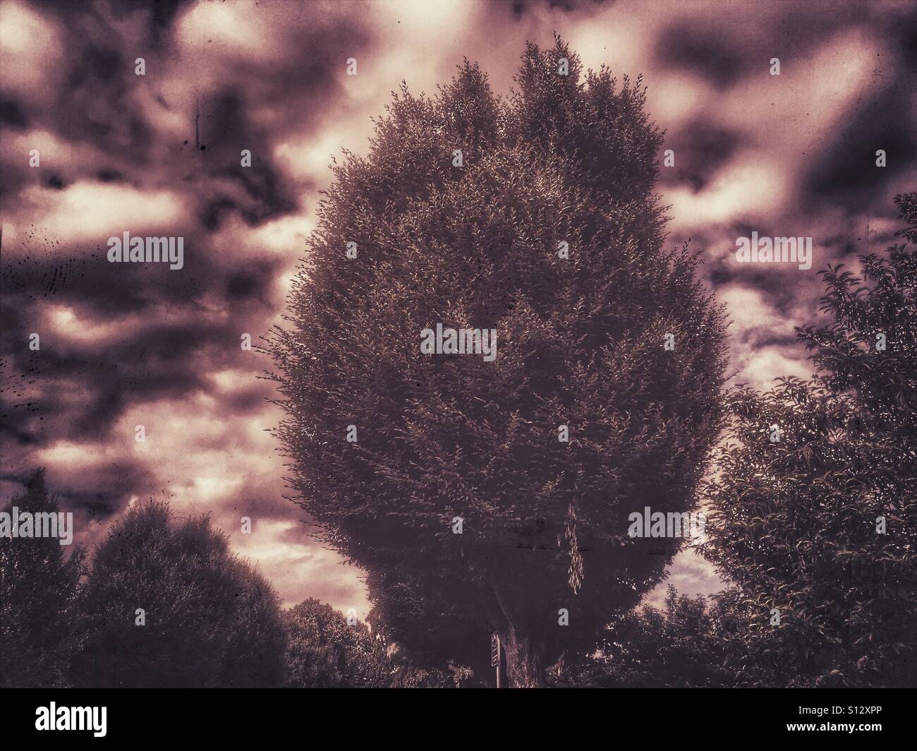 Trees against stormy sky - Smartphone Captured Stock Image Trees against stormy sky - Smartphone Captured Stock Image