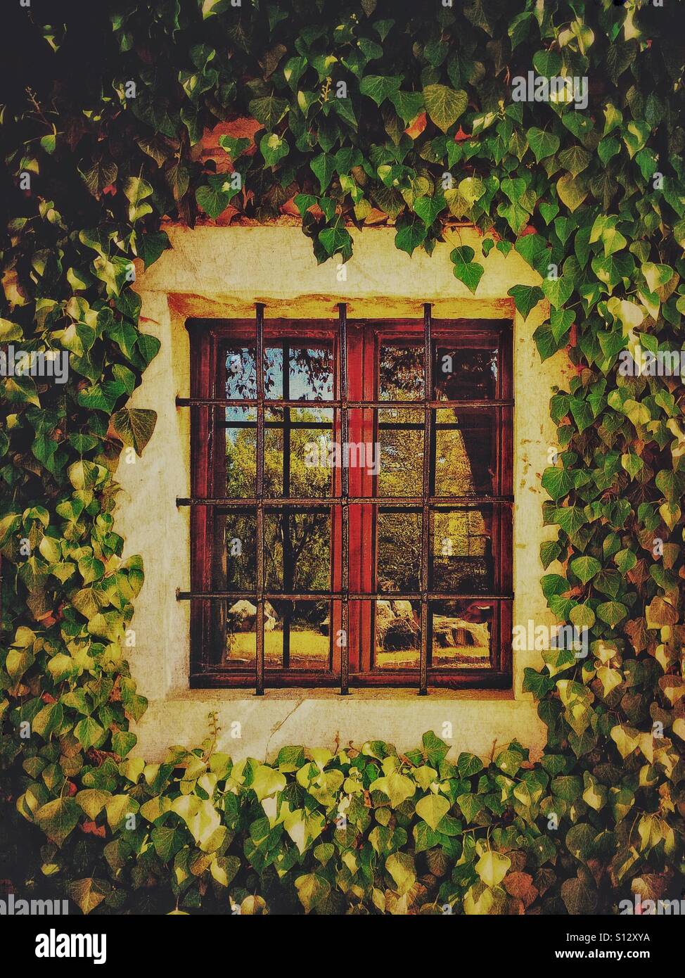 Window surrounded by ivy - Smartphone Captured Stock Image