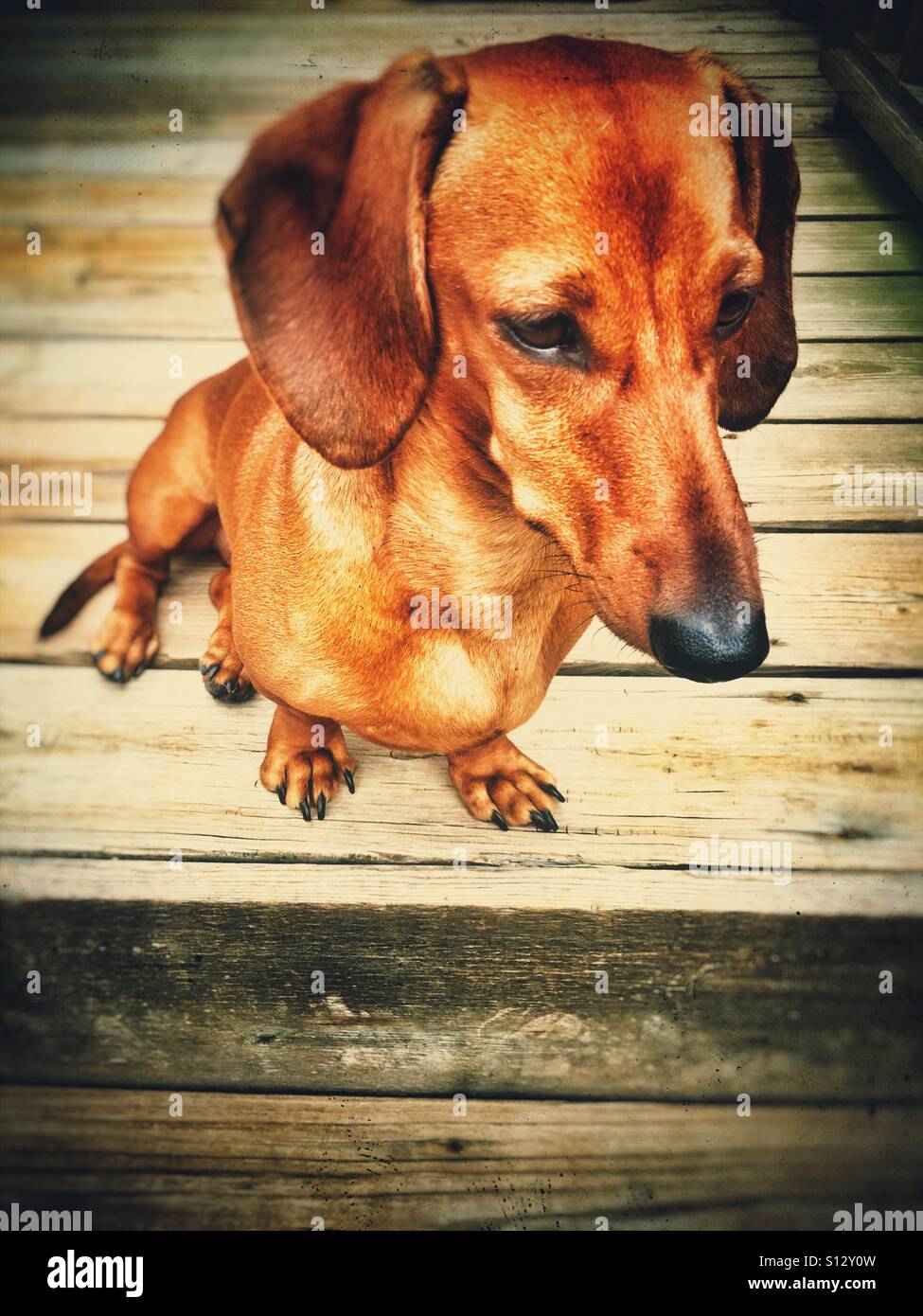 Miniature Dachshund sits on a deck and stares intently ahead Stock Photo
