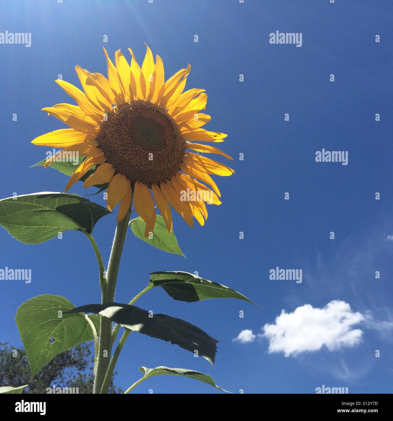 Sunflower in a summer sky. Stock Photo