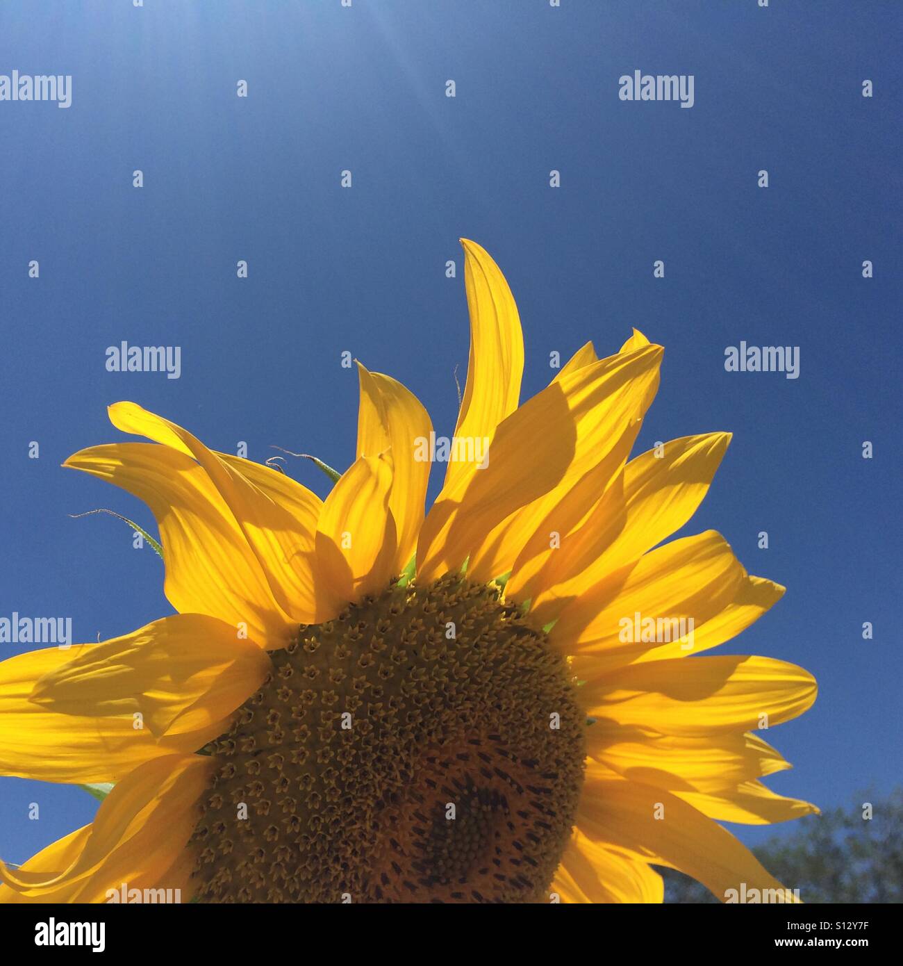 Sunflower in blue sky. Stock Photo