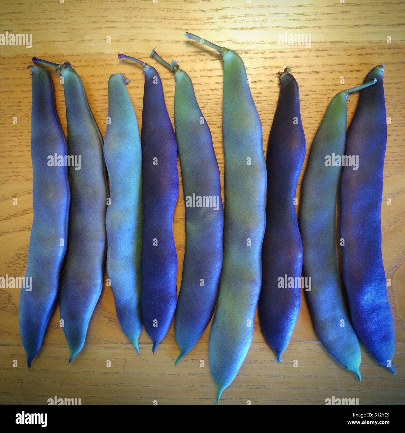 Purple "Purpiat" Romano beans, just harvested. Colorful bush beans grown in home garden. - Smartphone Captured Stock Image