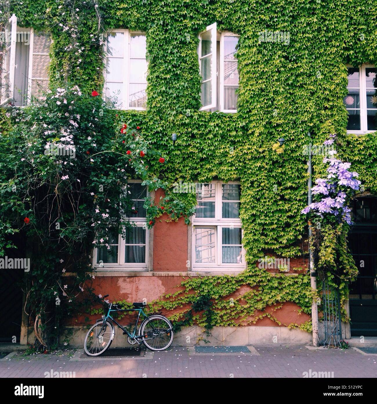 An ivycovered house in Hannover, Germany Stock Photo Alamy