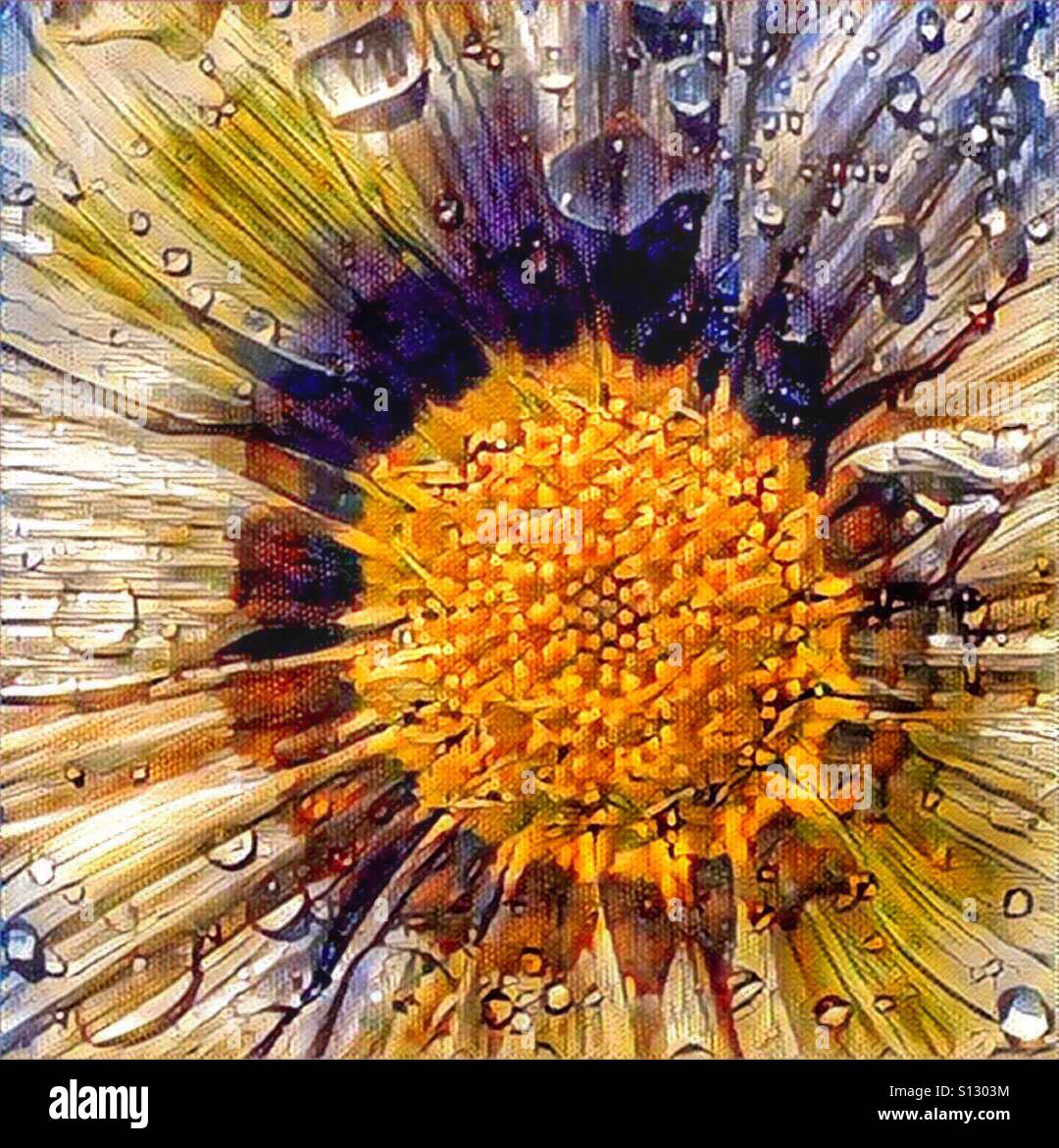 Gazania flower - Smartphone Captured Stock Image