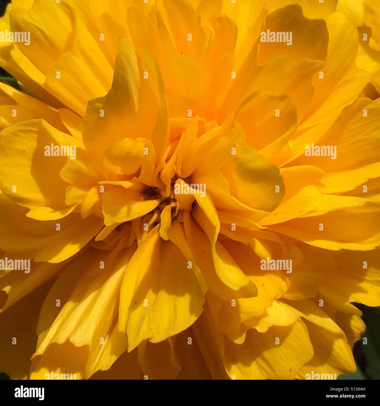 Yellow flower, Coreopsis lanceolata - Smartphone Captured Stock Image