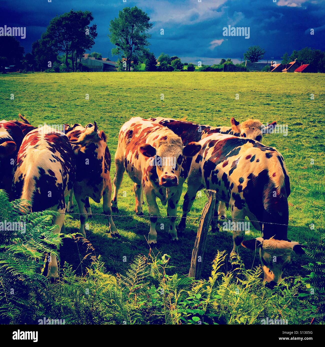 cows in field in Normandy - Smartphone Captured Stock Image