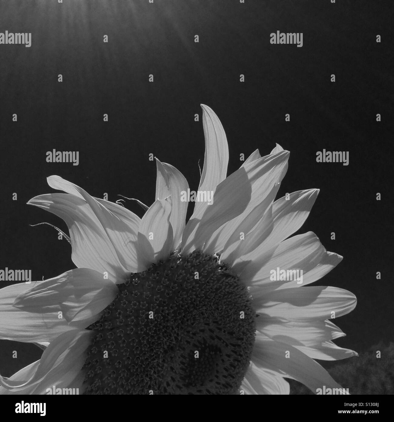Sunflower in darkness. Stock Photo