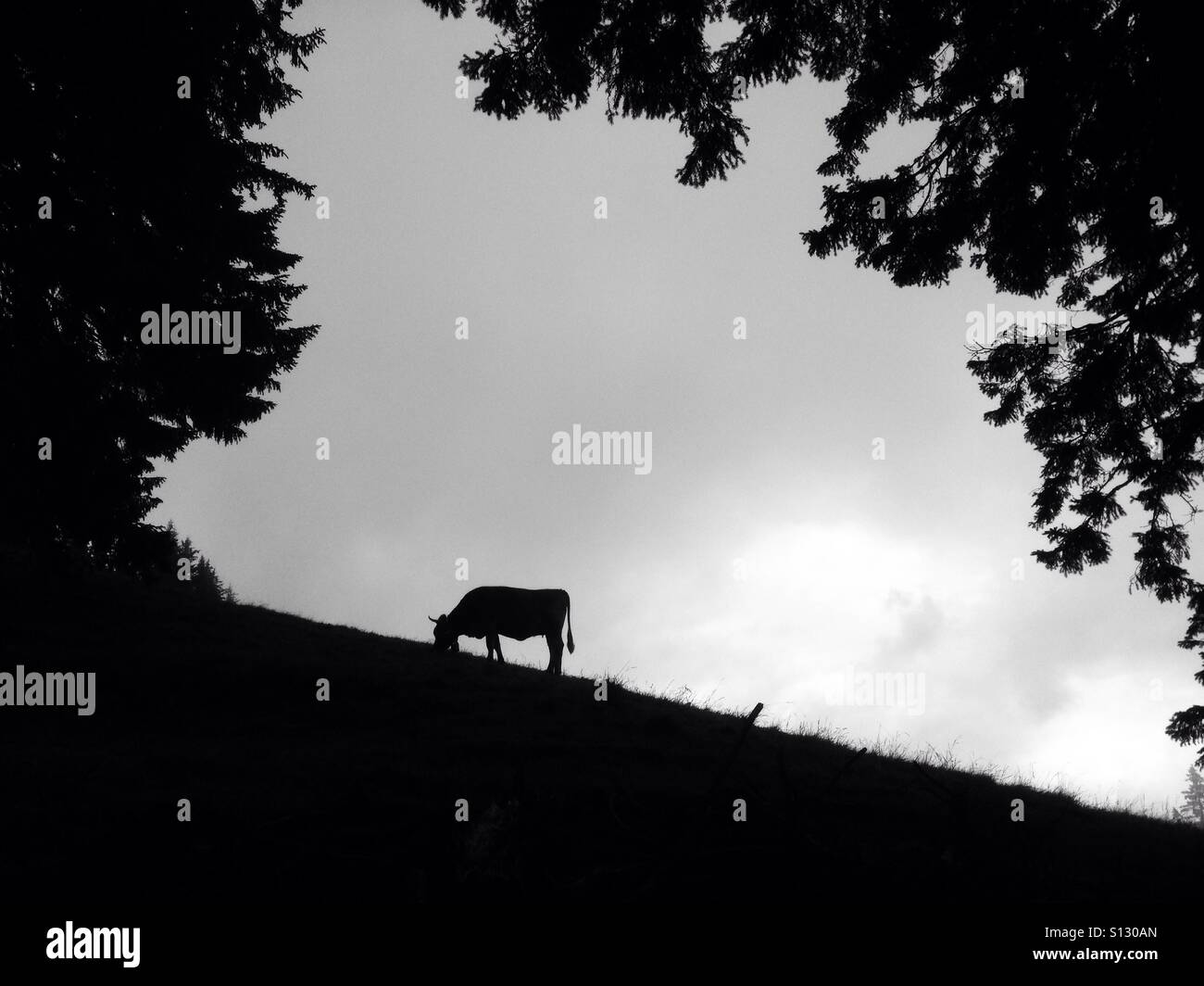 Cow - Smartphone Captured Stock Image