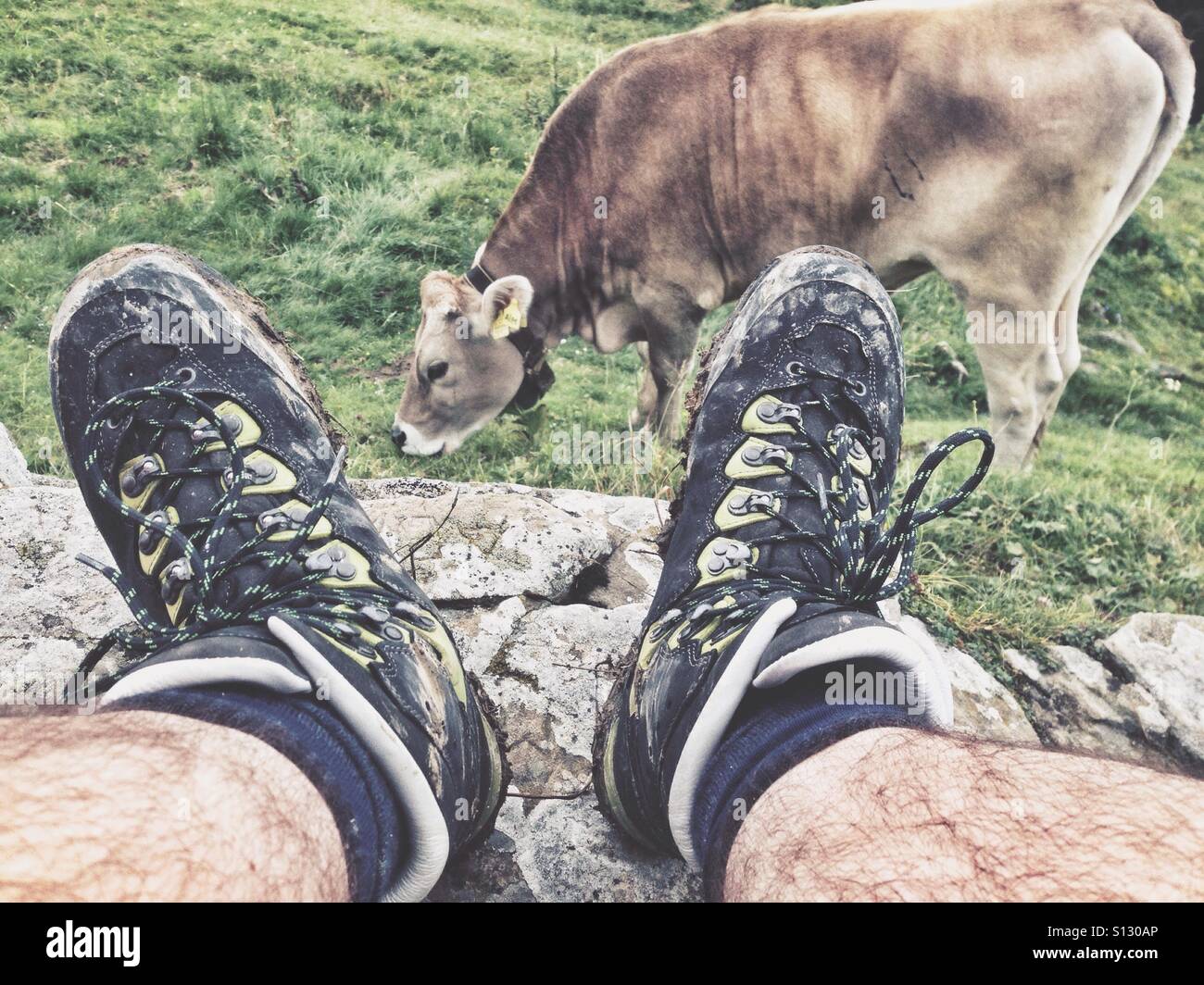 Hiking boots and a cow in the German Alps Stock Photo