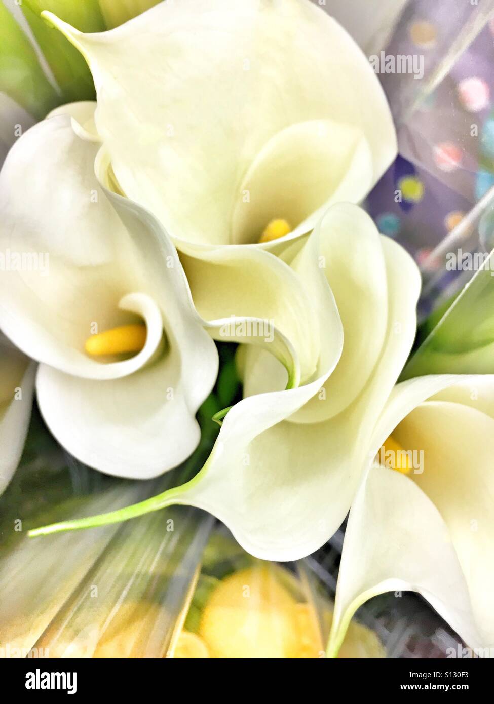 Calla lillies - Smartphone Captured Stock Image