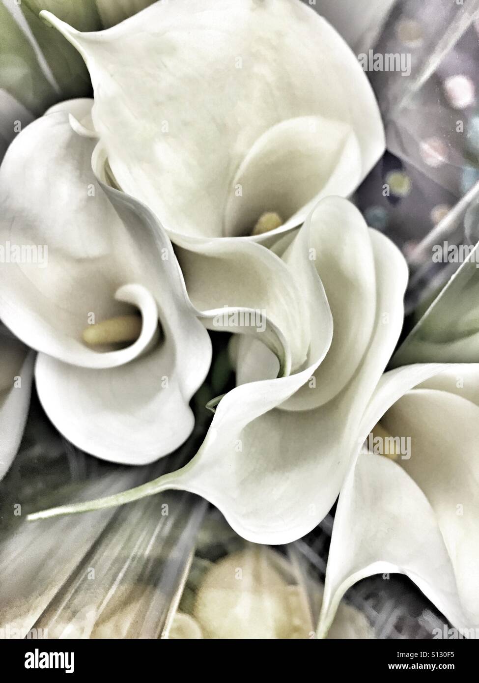 Calla lillies - Smartphone Captured Stock Image