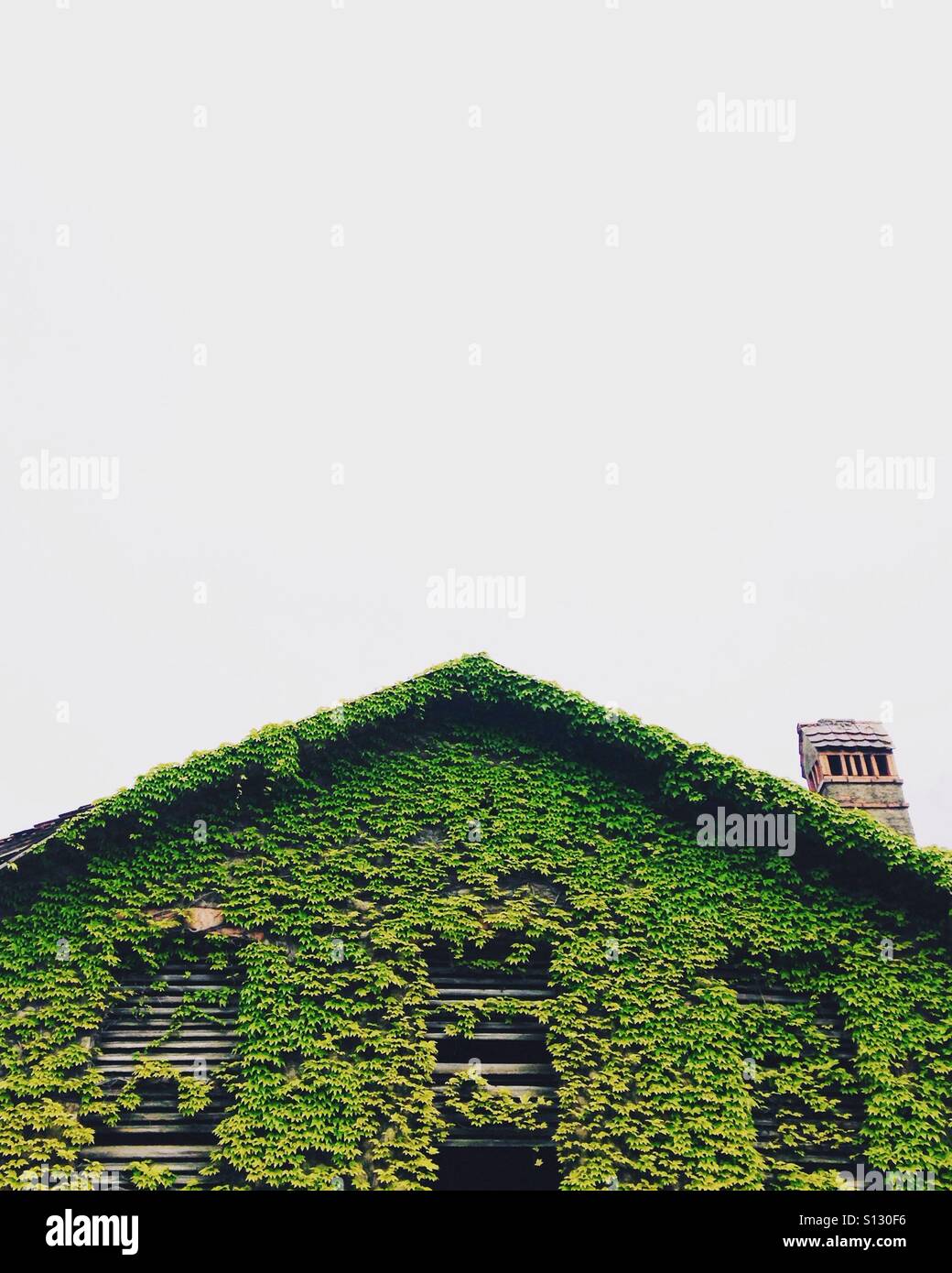 Old farm house covered in ivy Stock Photo