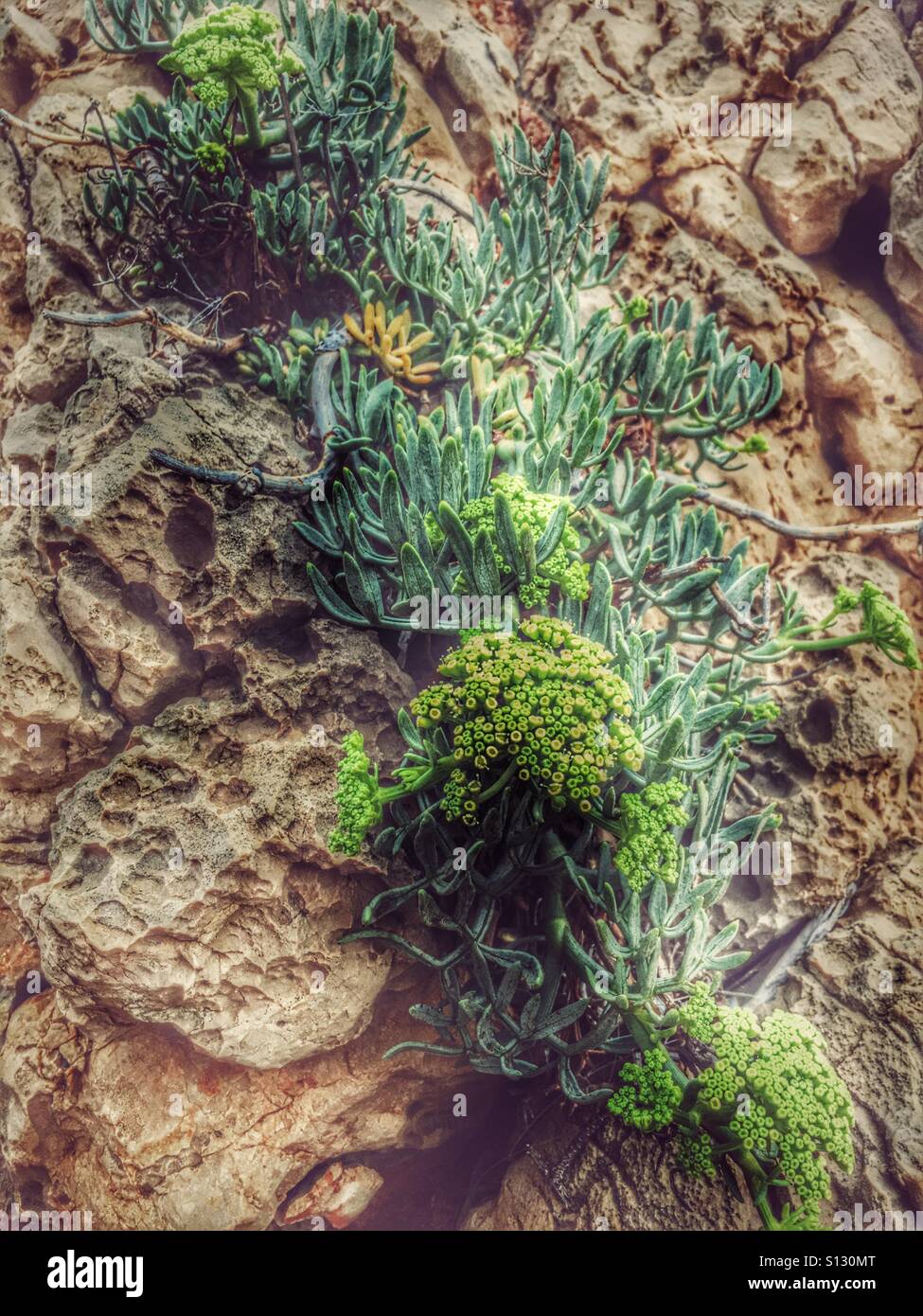 Plant growing out of rock Stock Photo - Alamy